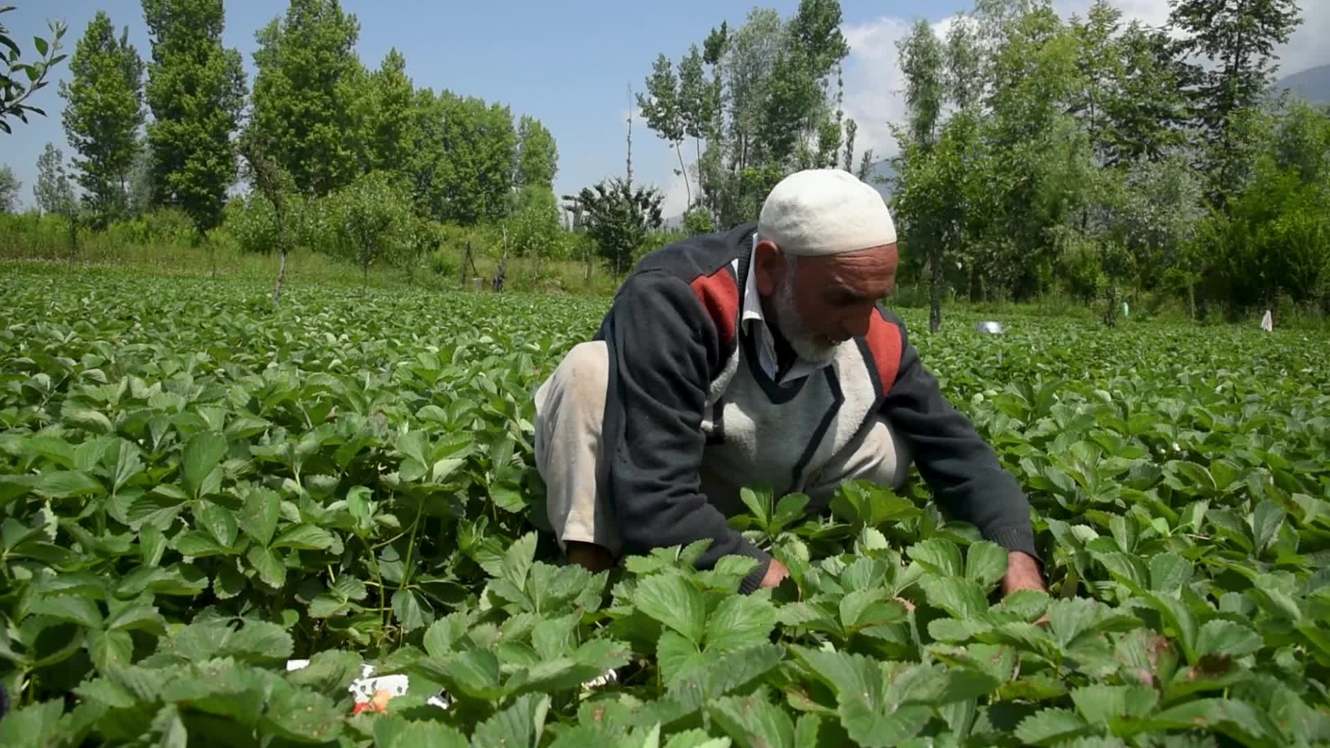 Strawberry Harvesting in Kashmir, India