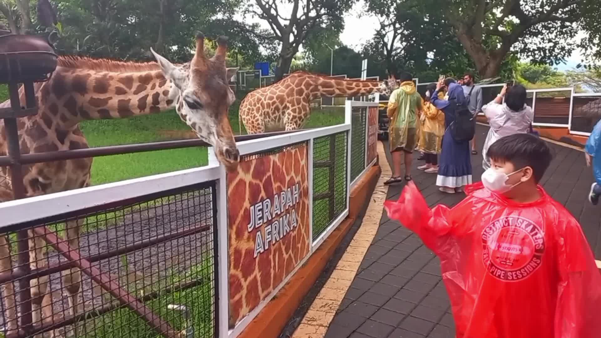 African giraffes at a zoo in Indonesia