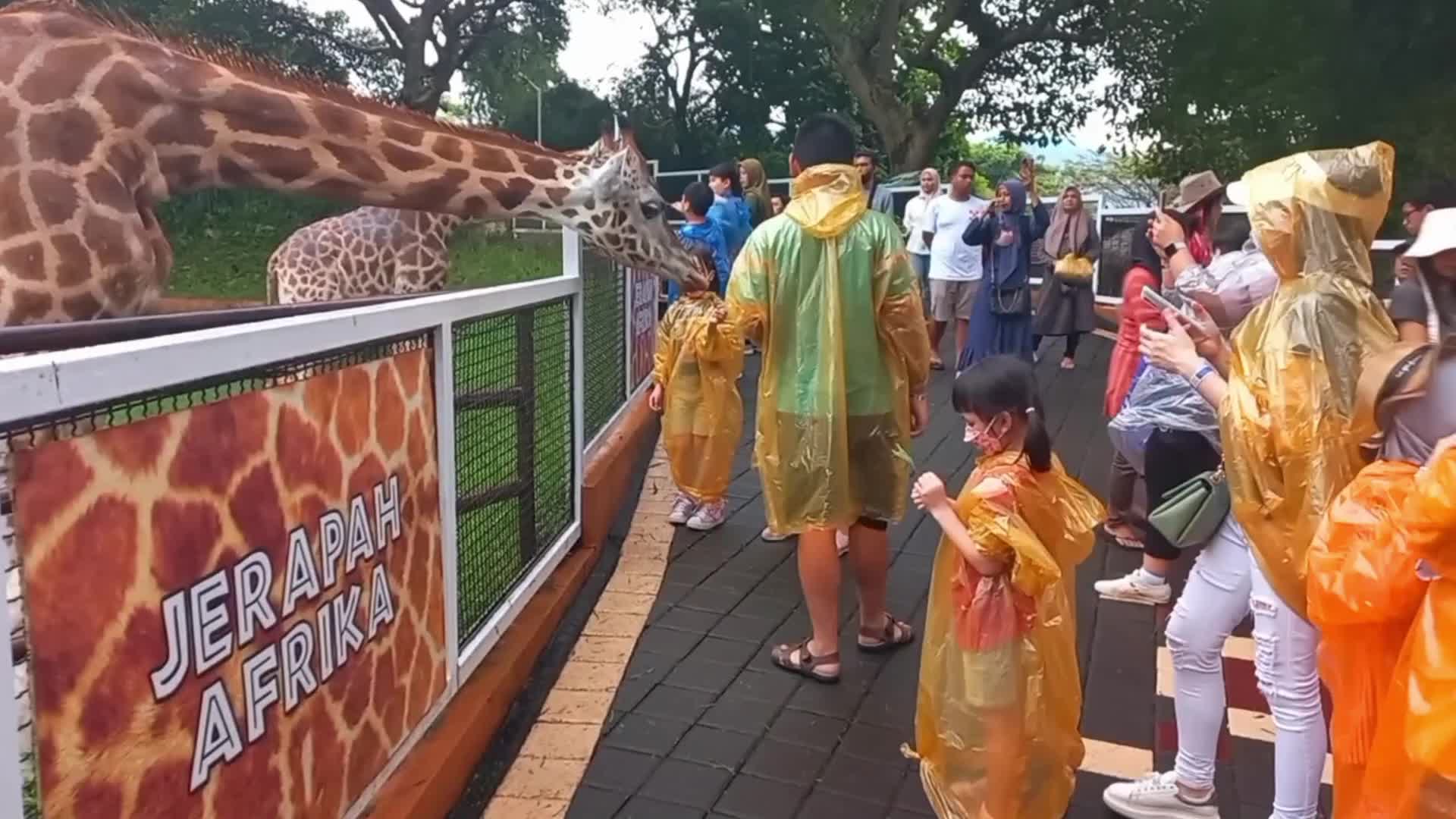 African giraffes at a zoo in Indonesia