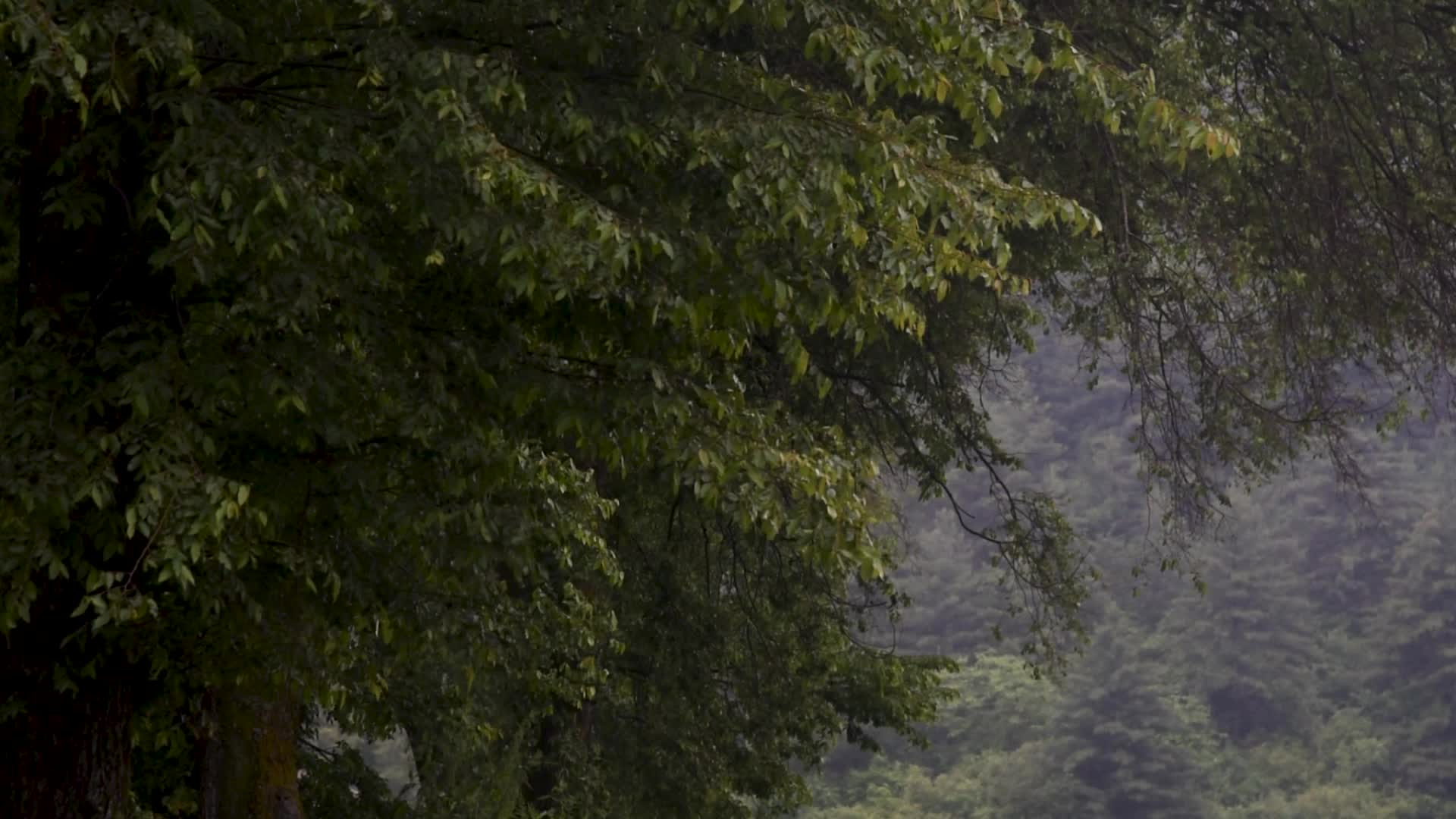 Rains in Srinagar, India.