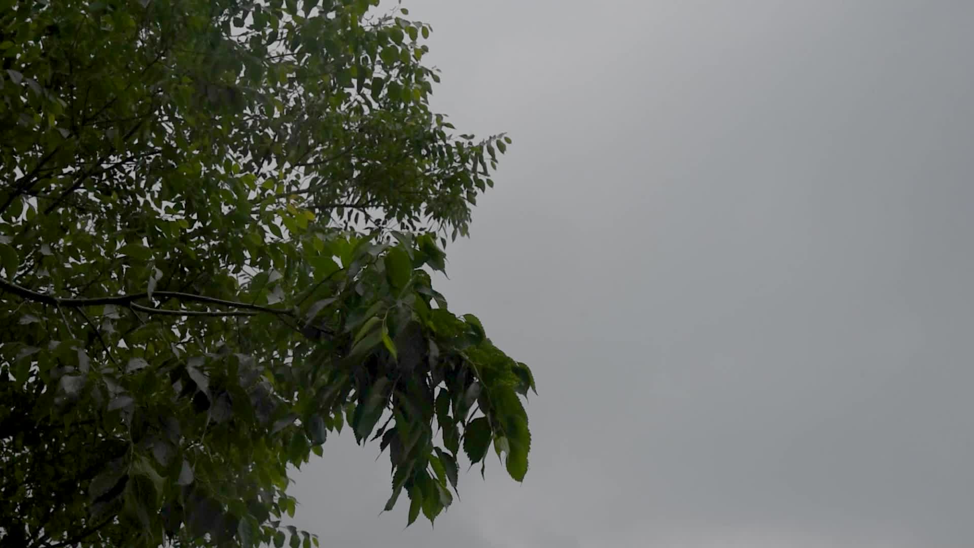 Rains in Srinagar, India.