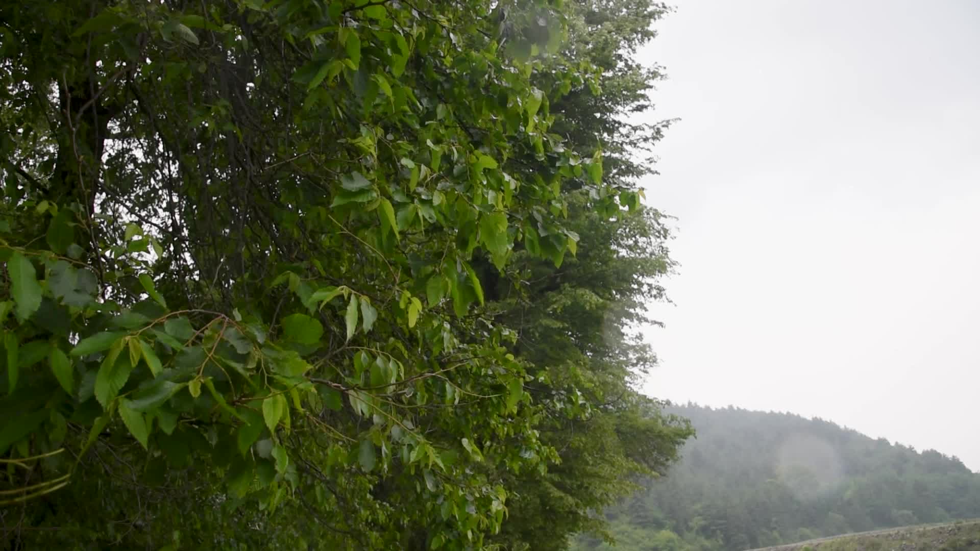 Rains in Srinagar, India.
