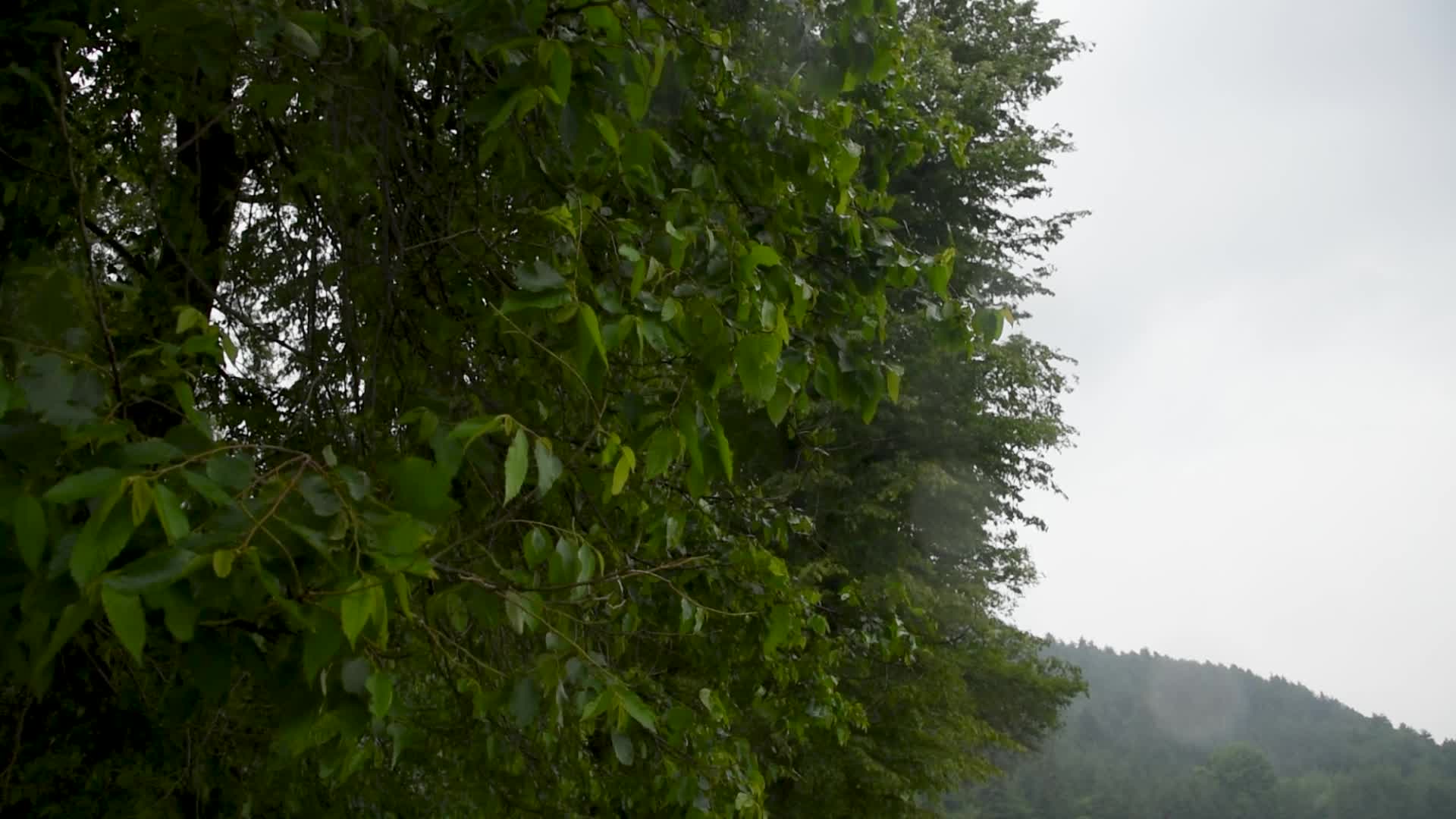 Rains in Srinagar, India.