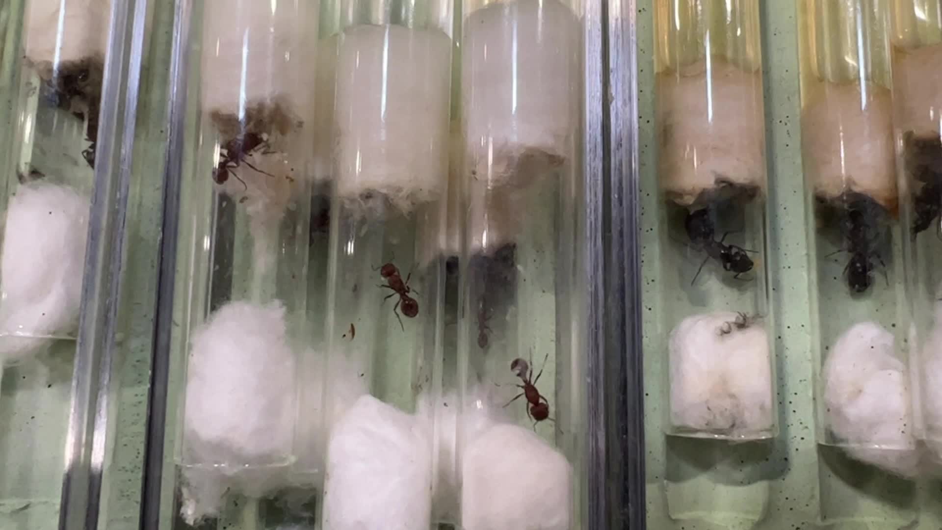 Queen ants of various species