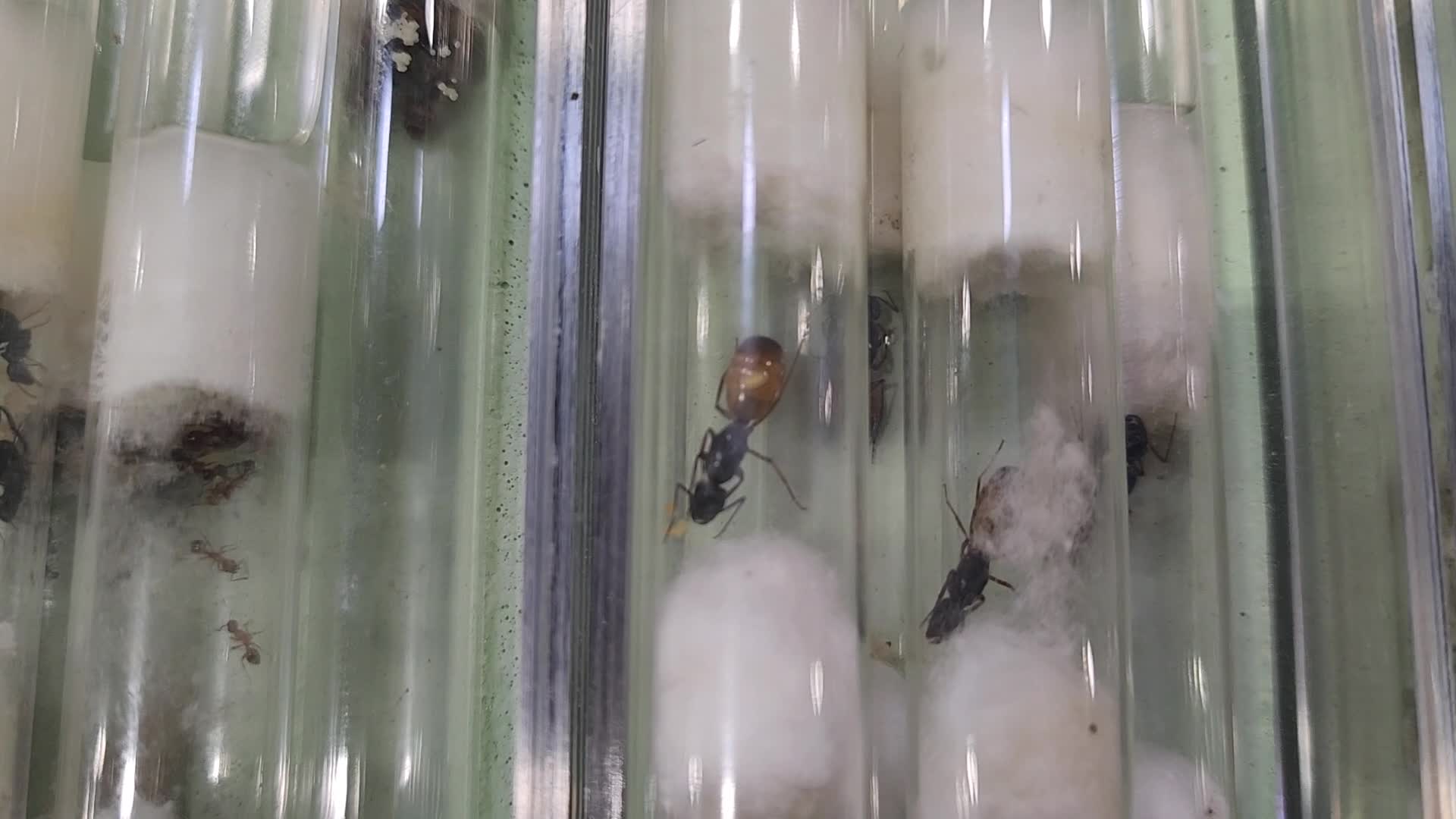 Queen ants of various species