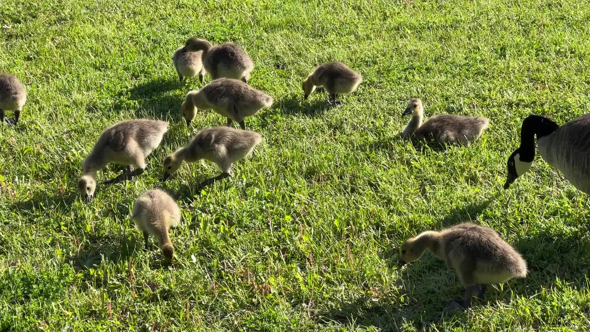 Canada Geese and goslings