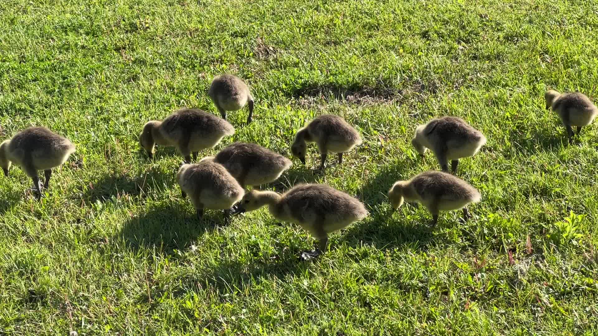Canada Geese and goslings