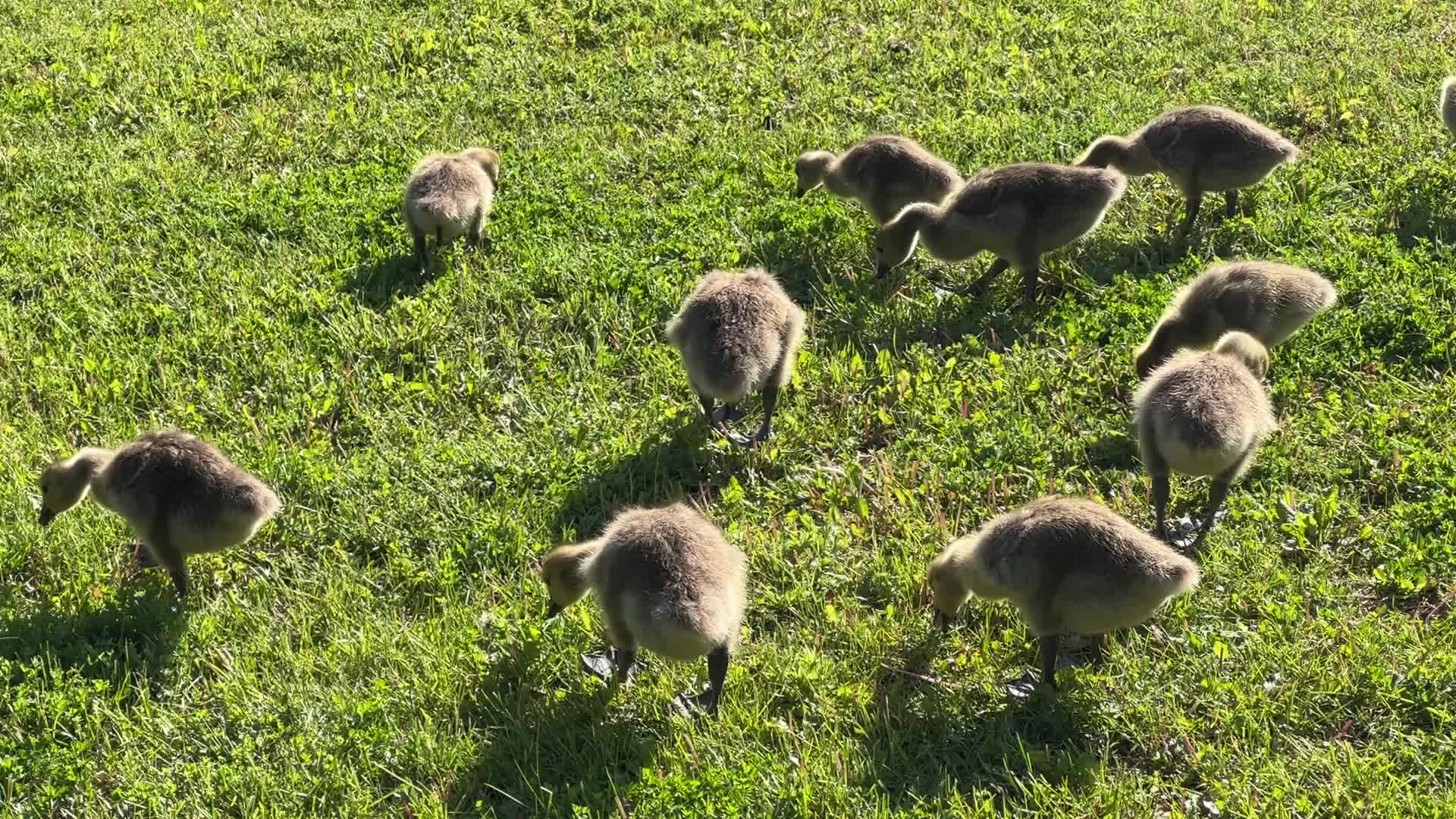 Canada Geese and goslings