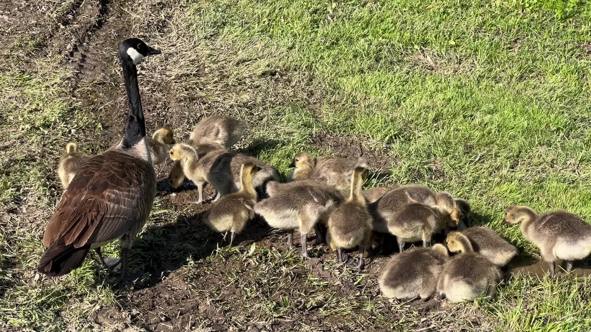 Canada Geese and goslings