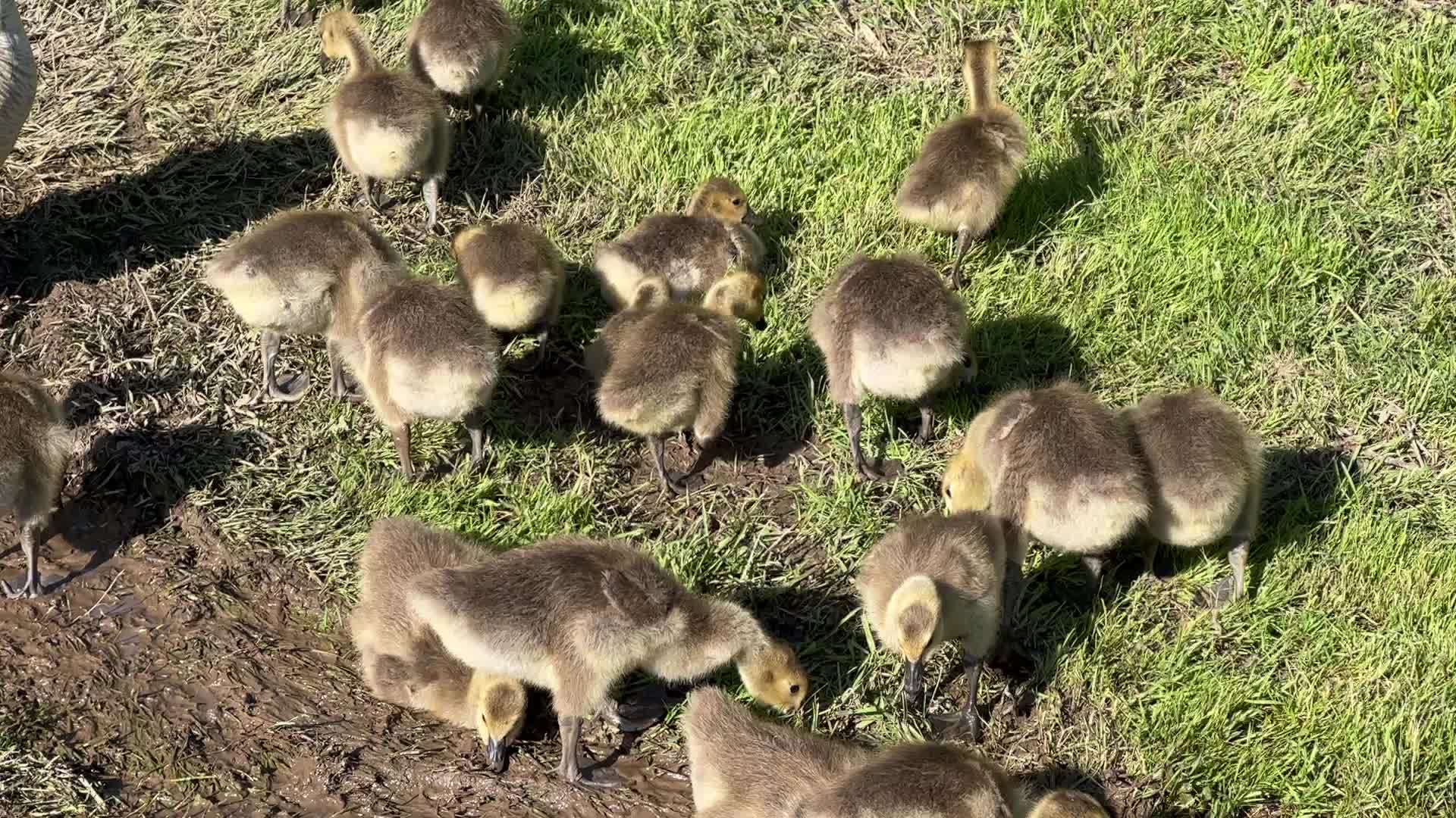 Canada Geese and goslings