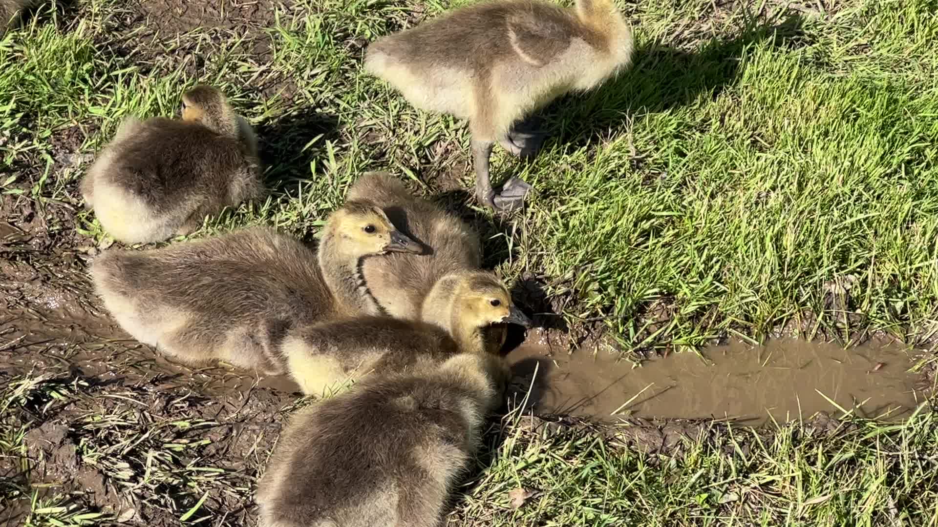 Canada Geese and goslings