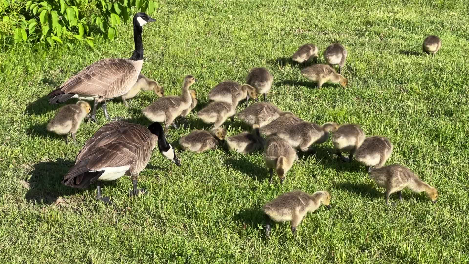 Canada Geese and goslings