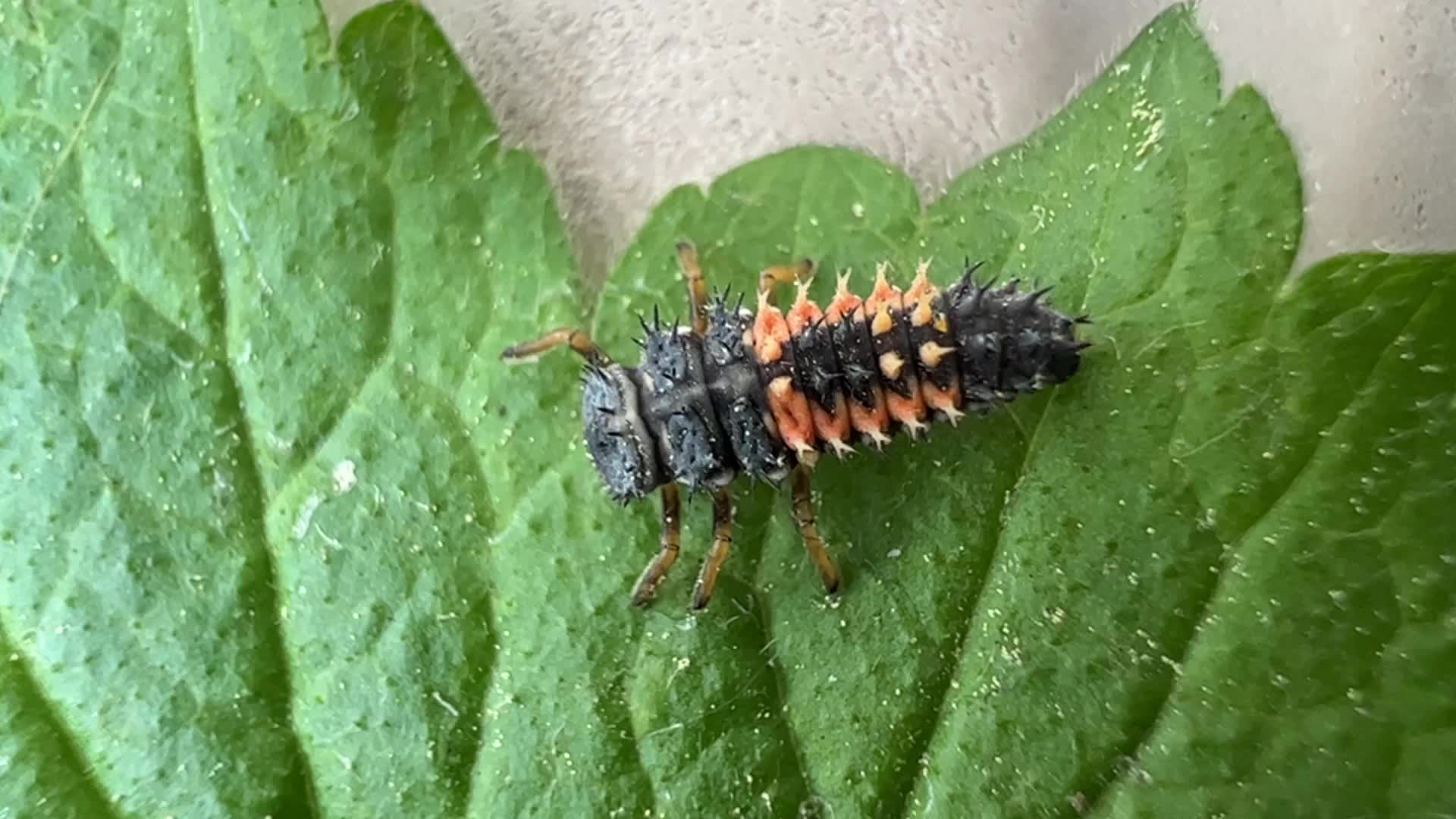 Lady Beetle (Ladybug) larvae