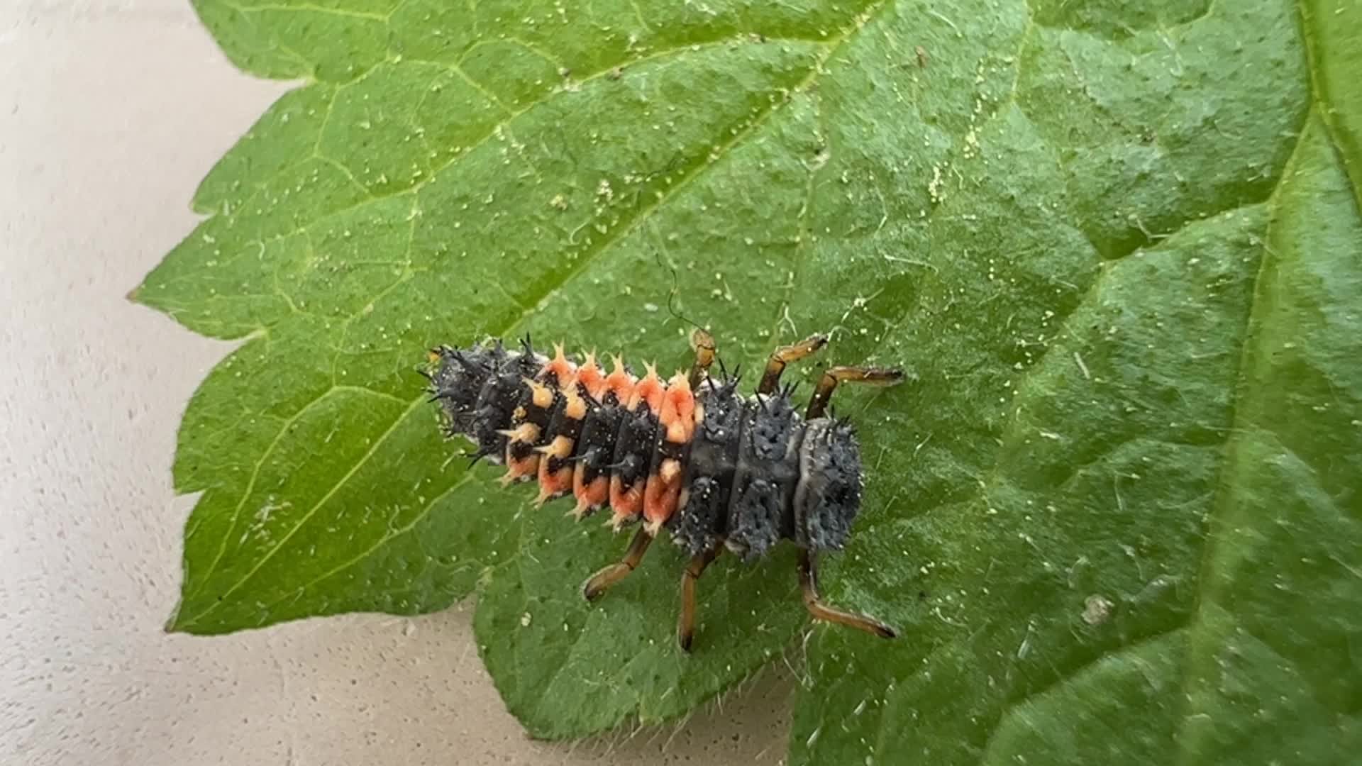 Lady Beetle (Ladybug) larvae