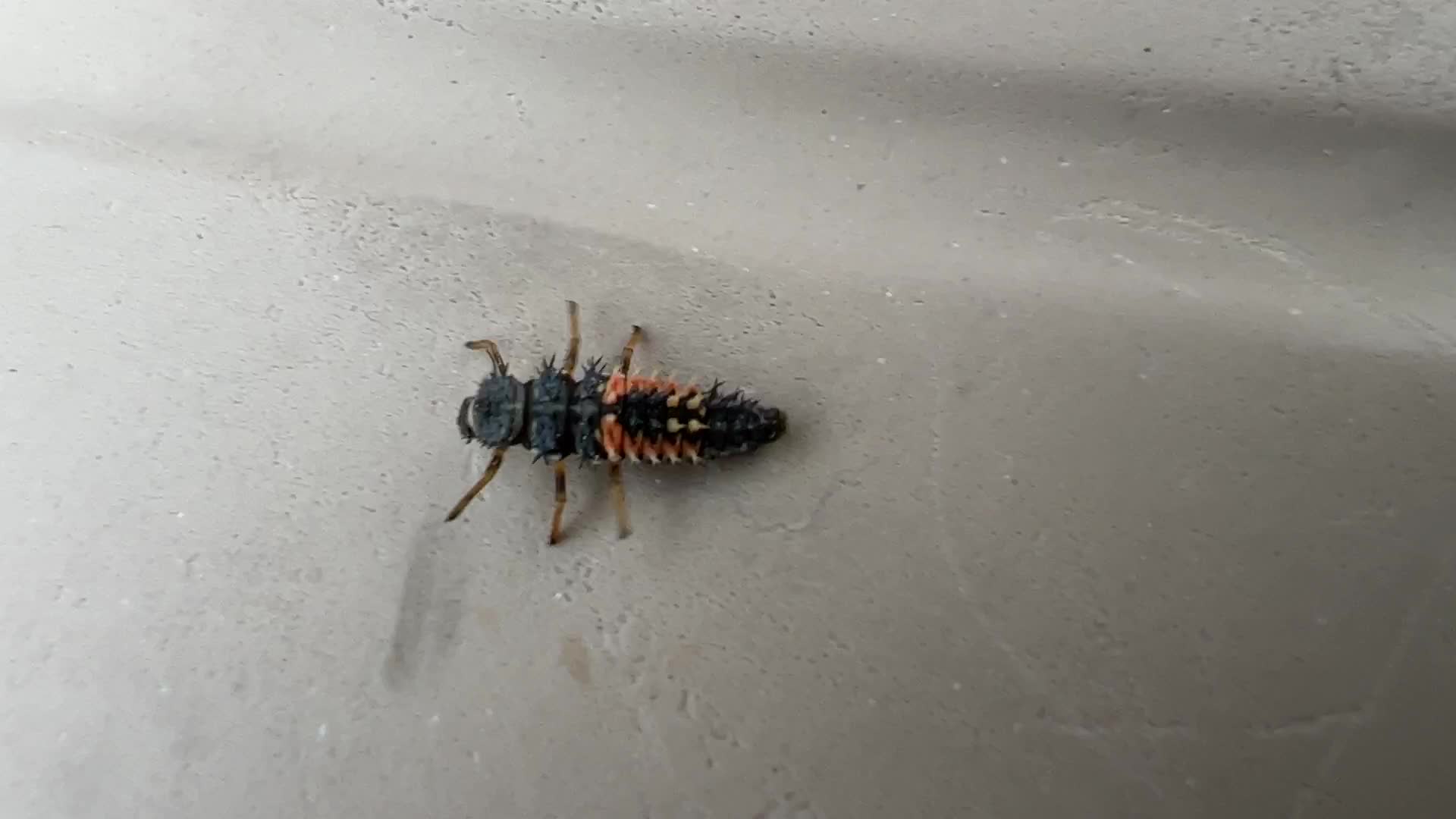 Lady Beetle (Ladybug) larvae