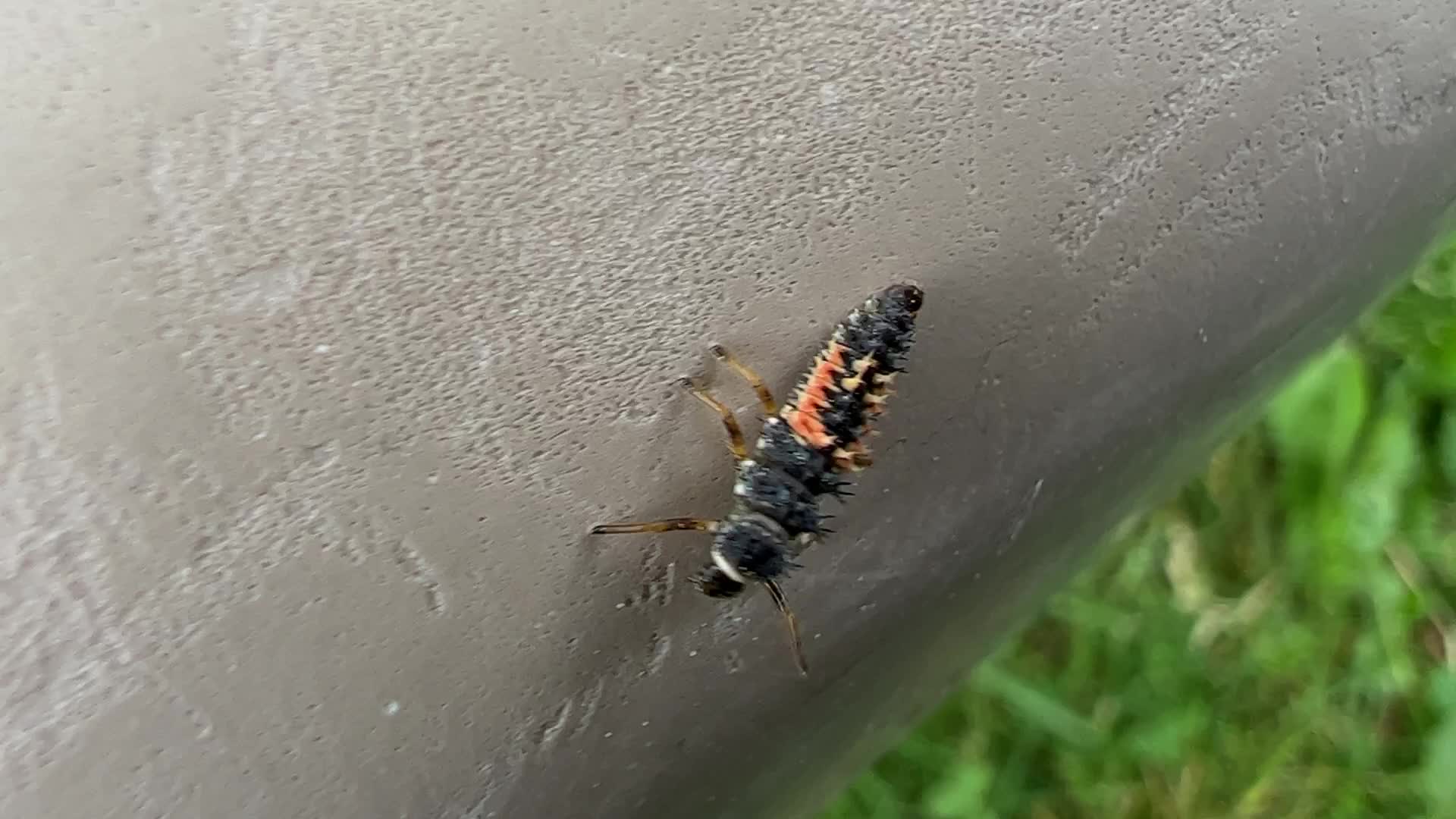 Lady Beetle (Ladybug) larvae