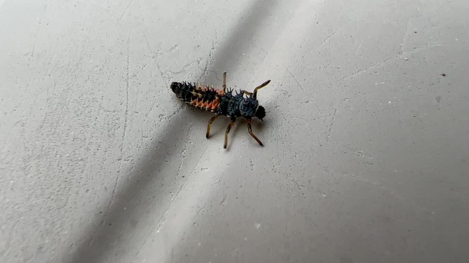 Lady Beetle (Ladybug) larvae