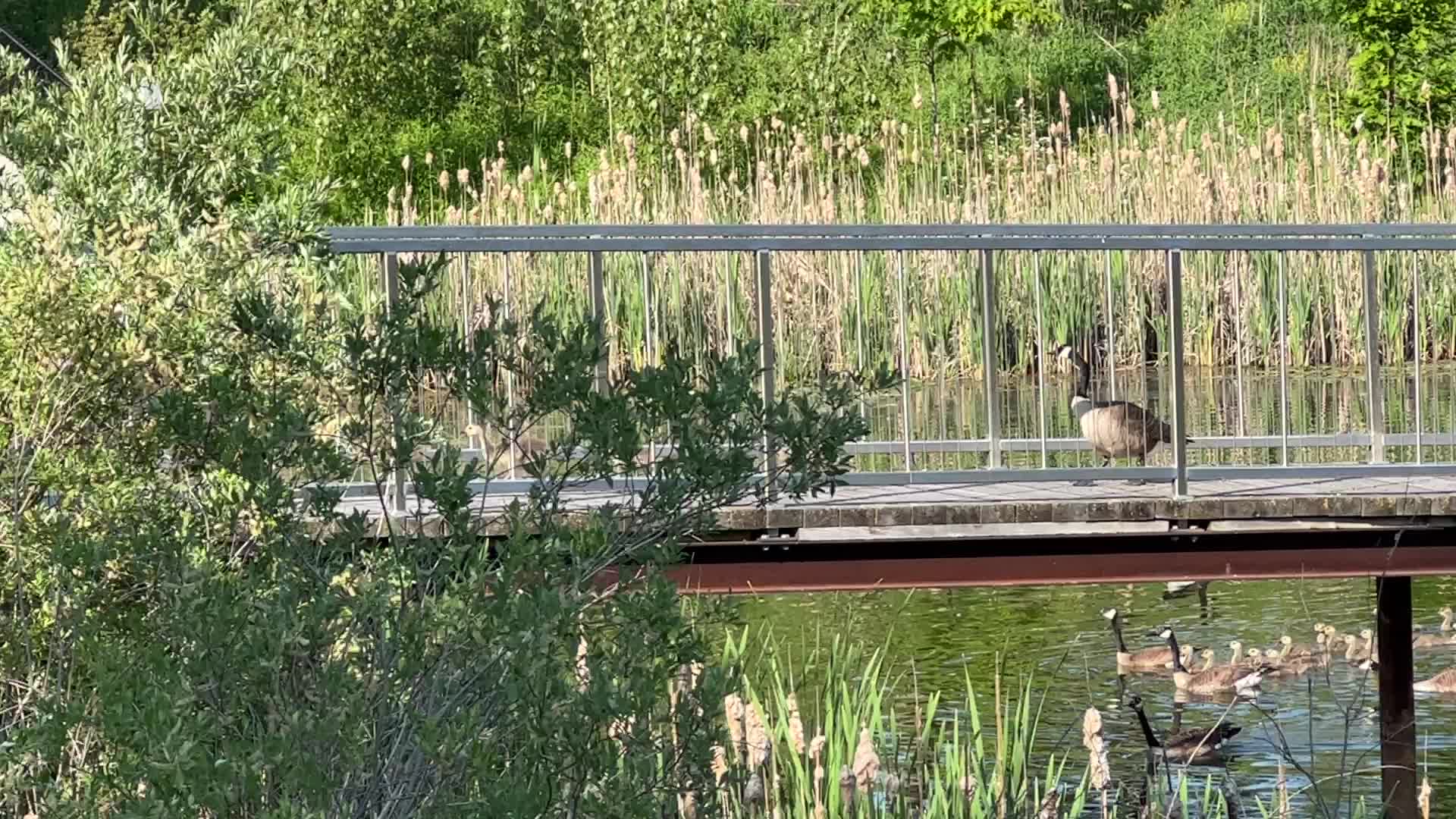 Canada Geese and goslings