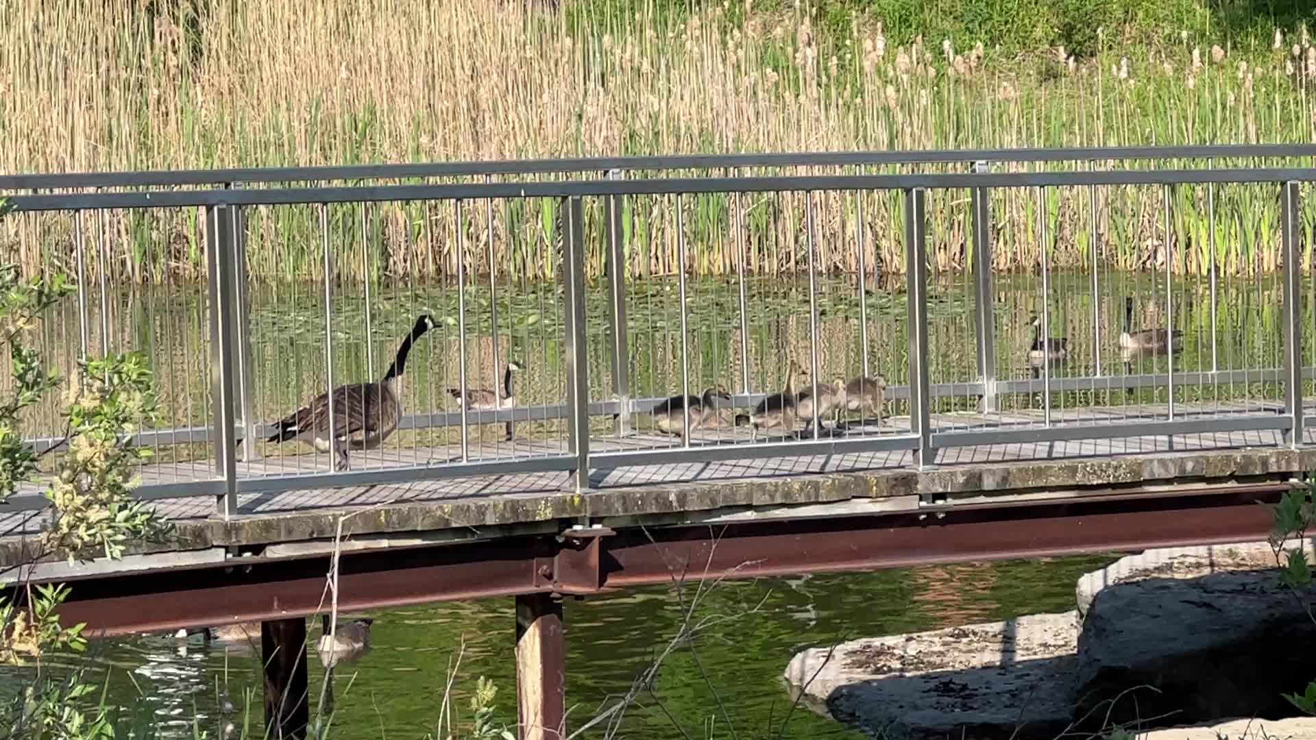 Canada Geese and goslings