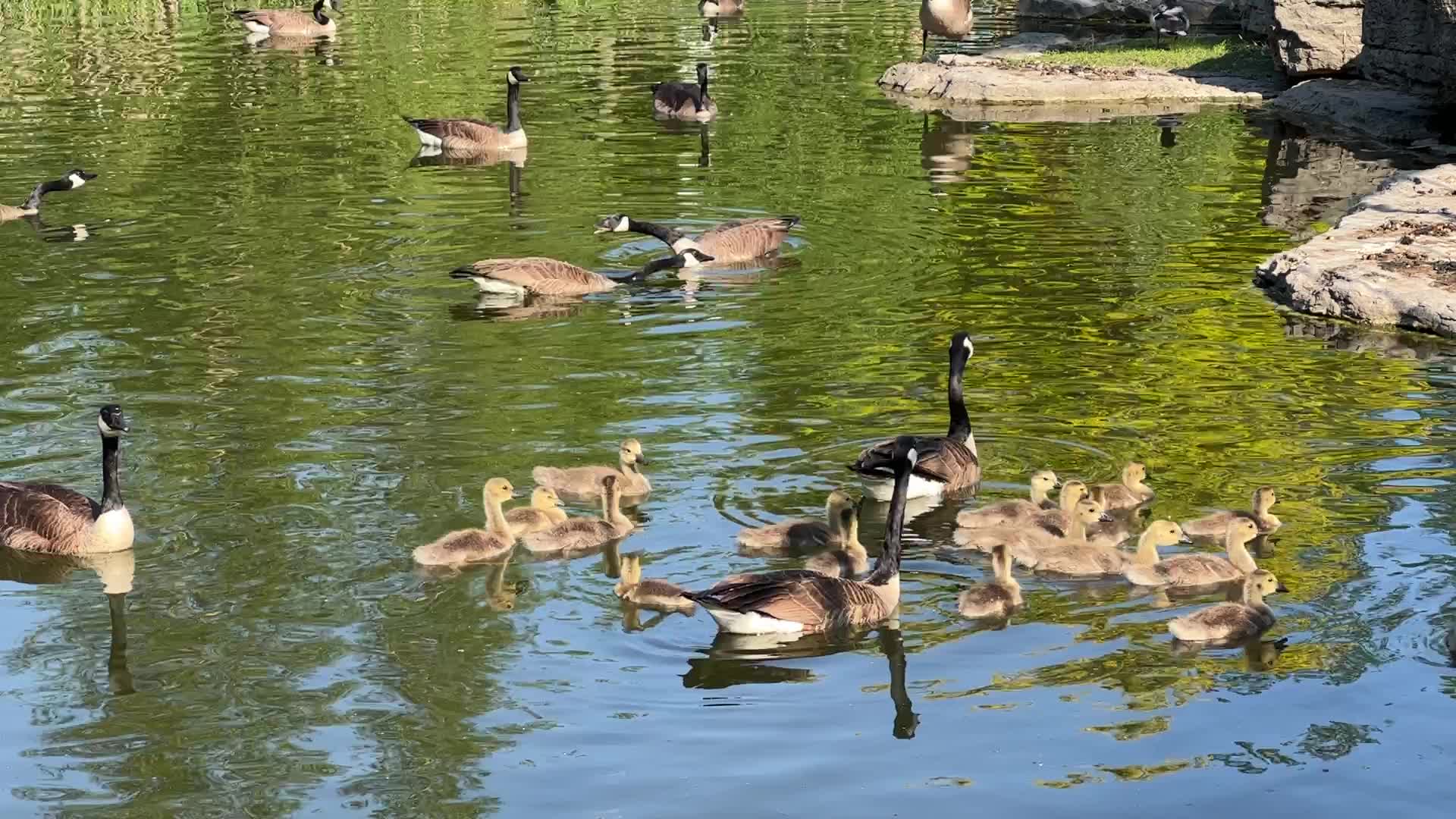 Canada Geese and goslings