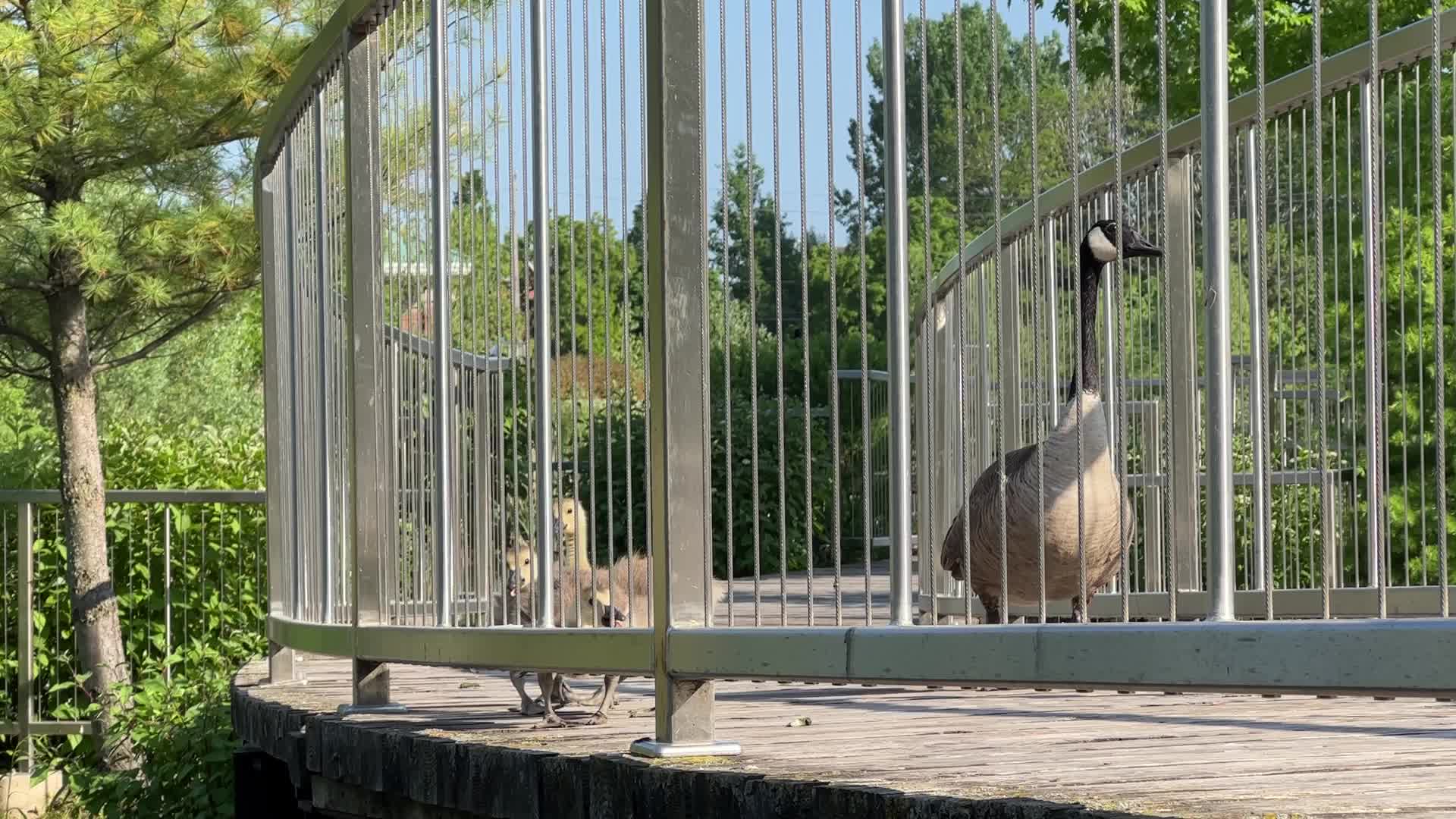 Canada Geese and goslings