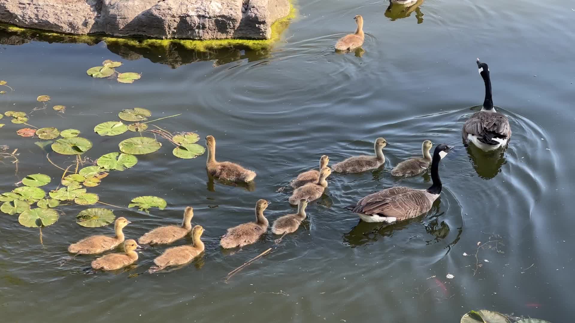 Canada Geese and goslings