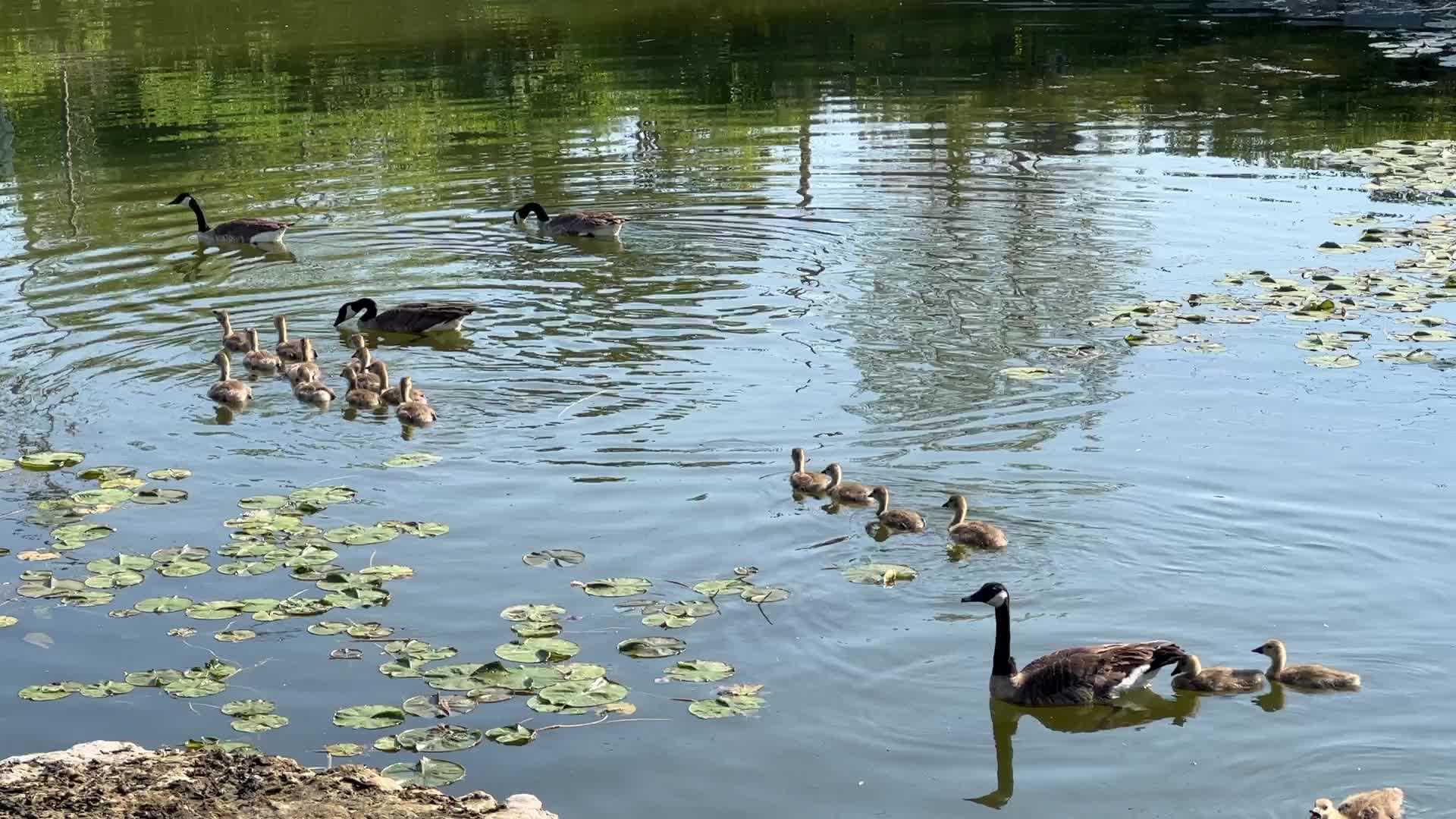 Canada Geese and goslings