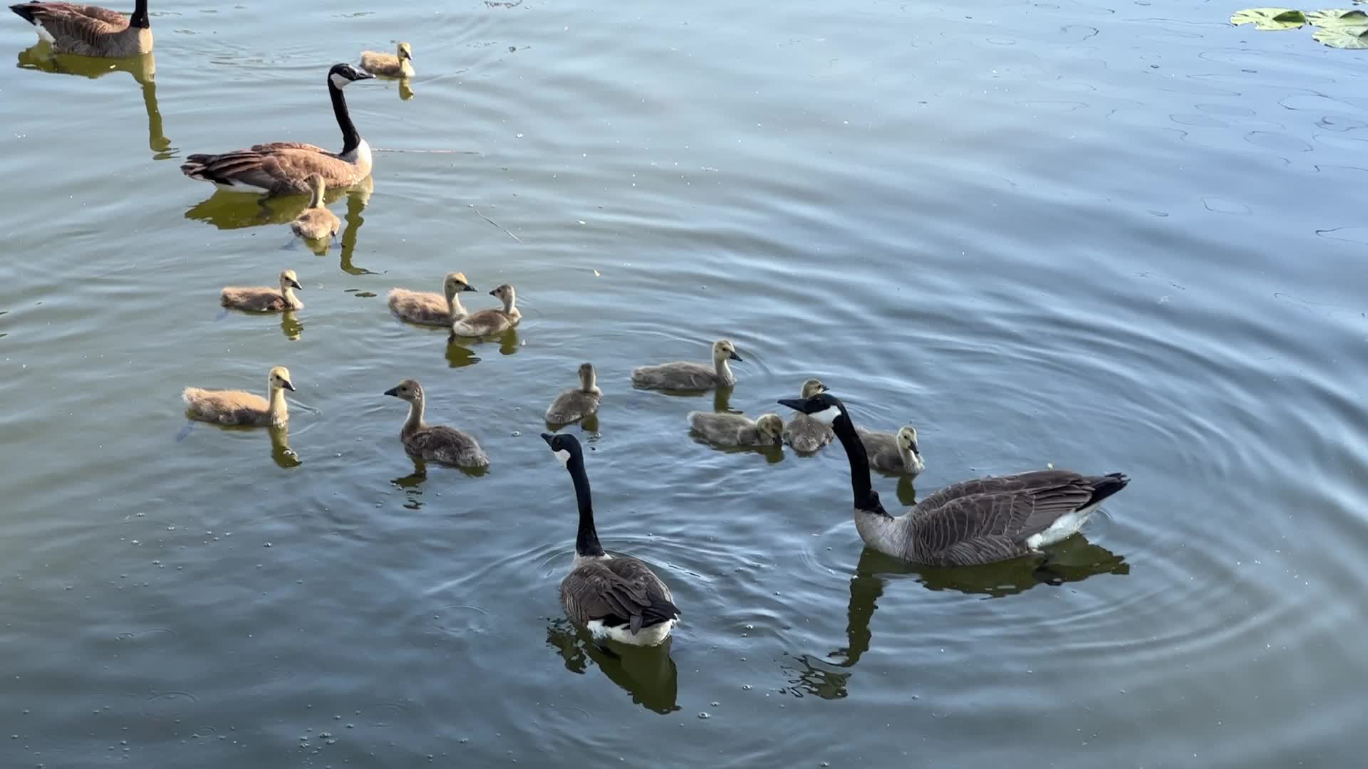 Canada Geese and goslings