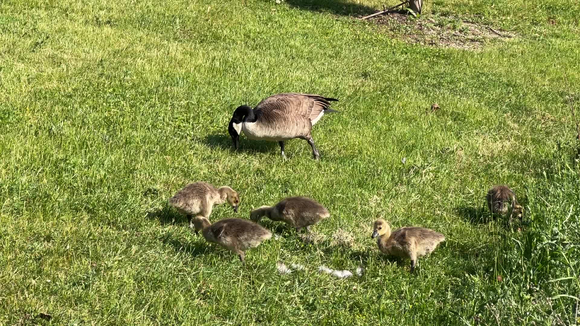 Canada Geese and goslings