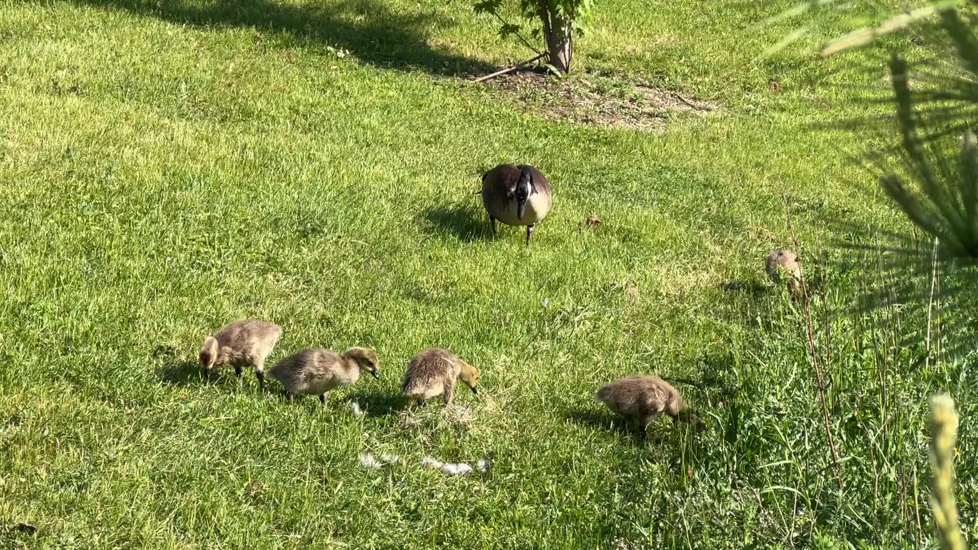 Canada Geese and goslings
