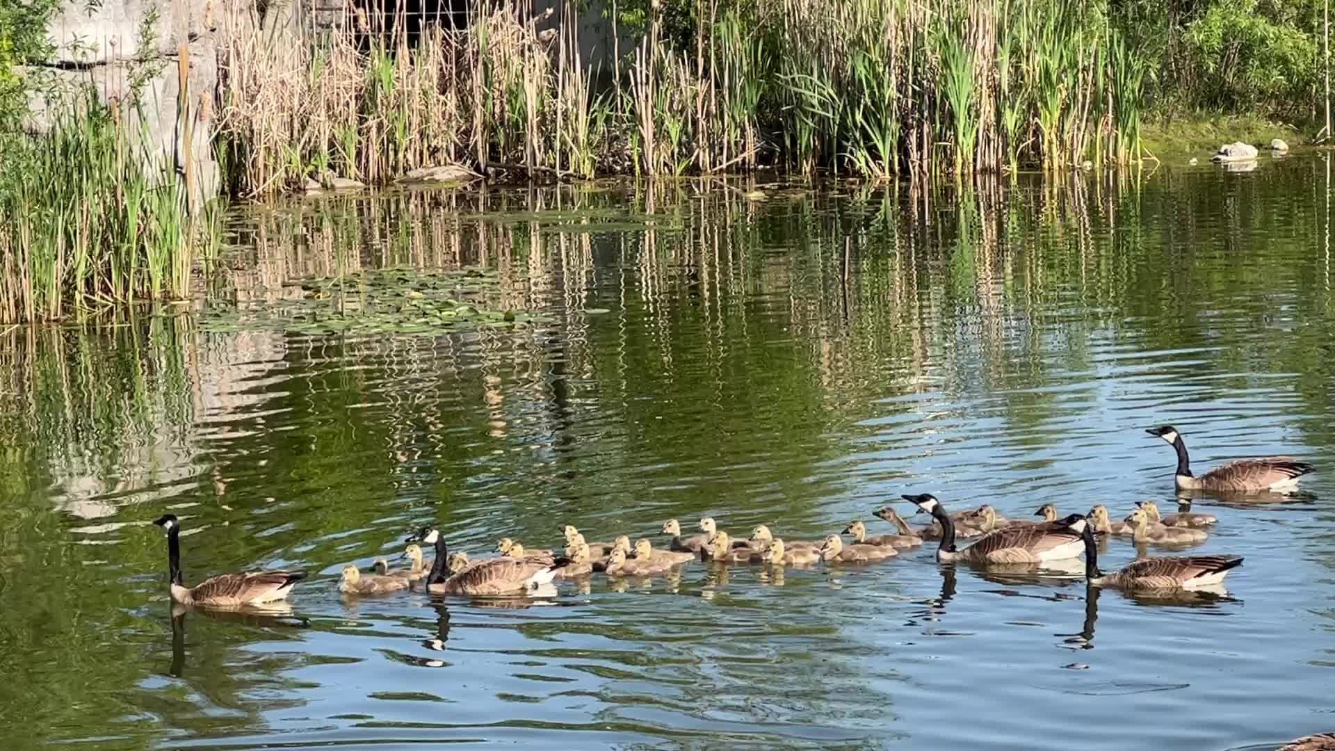 Canada Geese and goslings