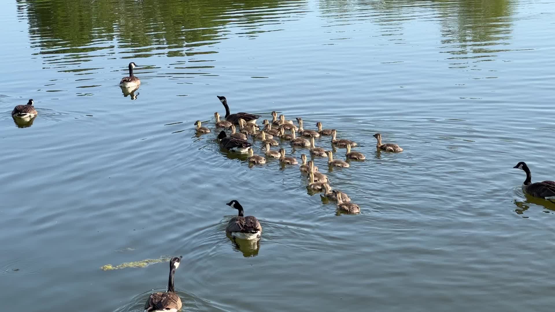 Canada Geese and goslings