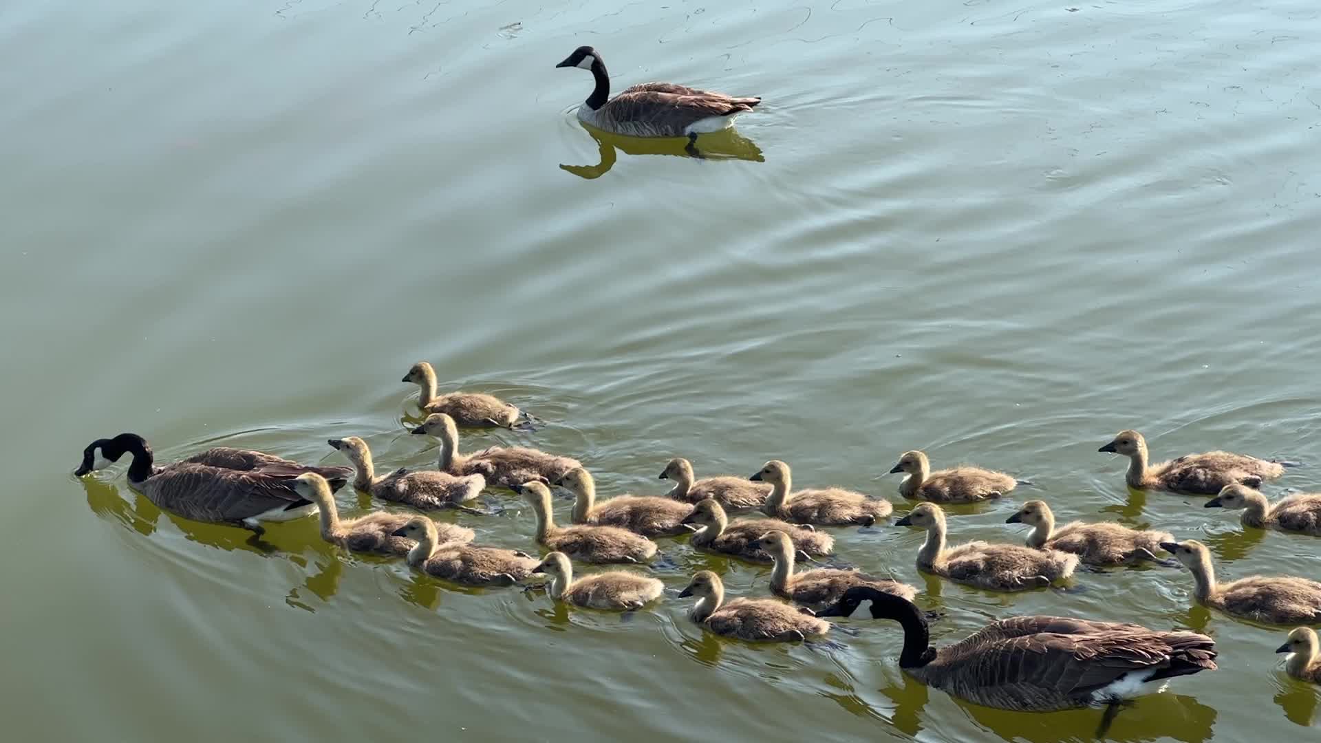 Canada Geese and goslings