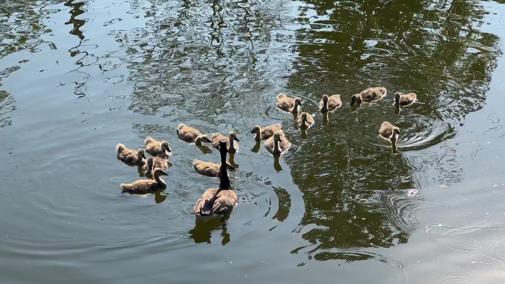 Canada Geese and goslings