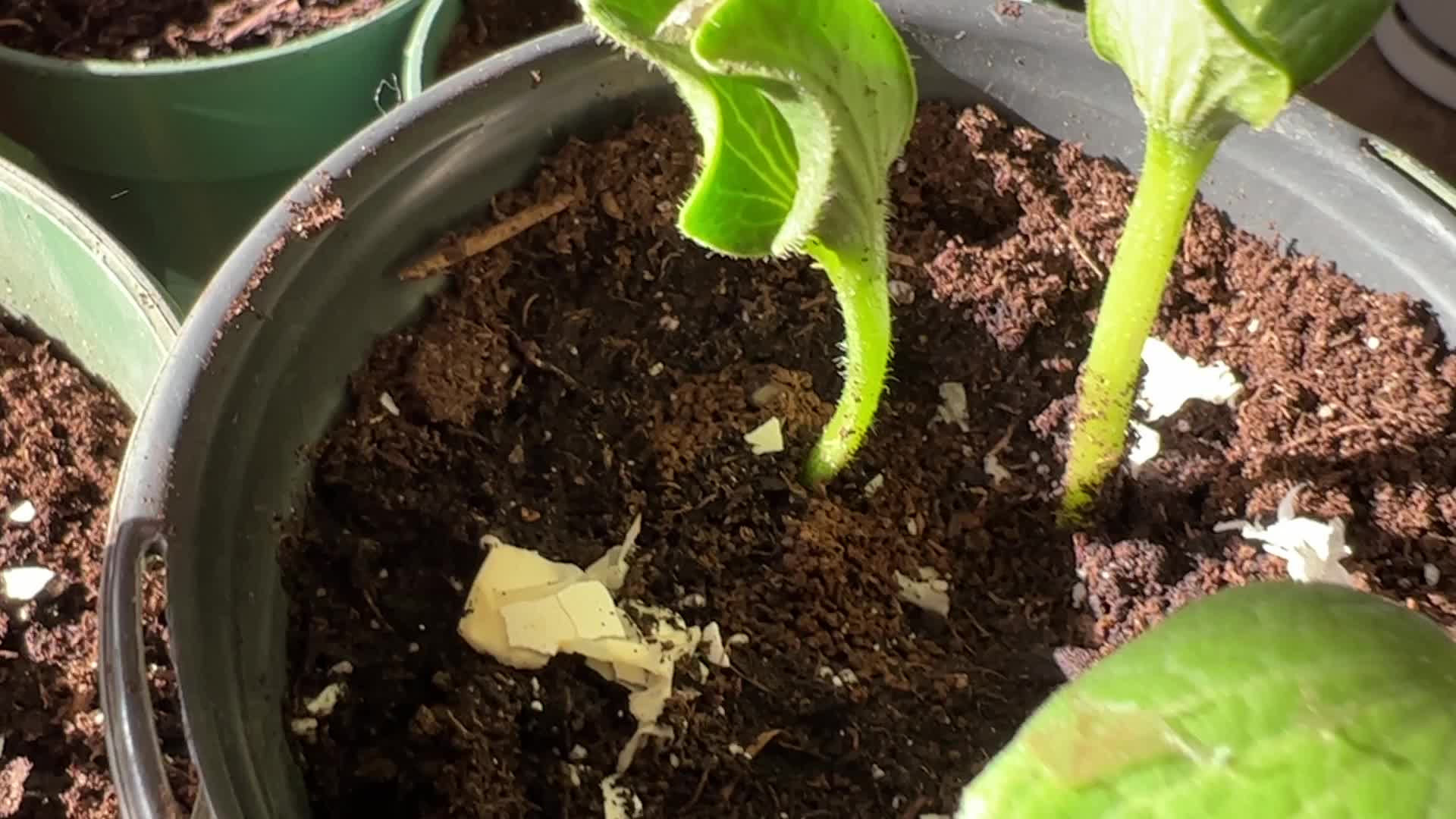 Gardening in Canada