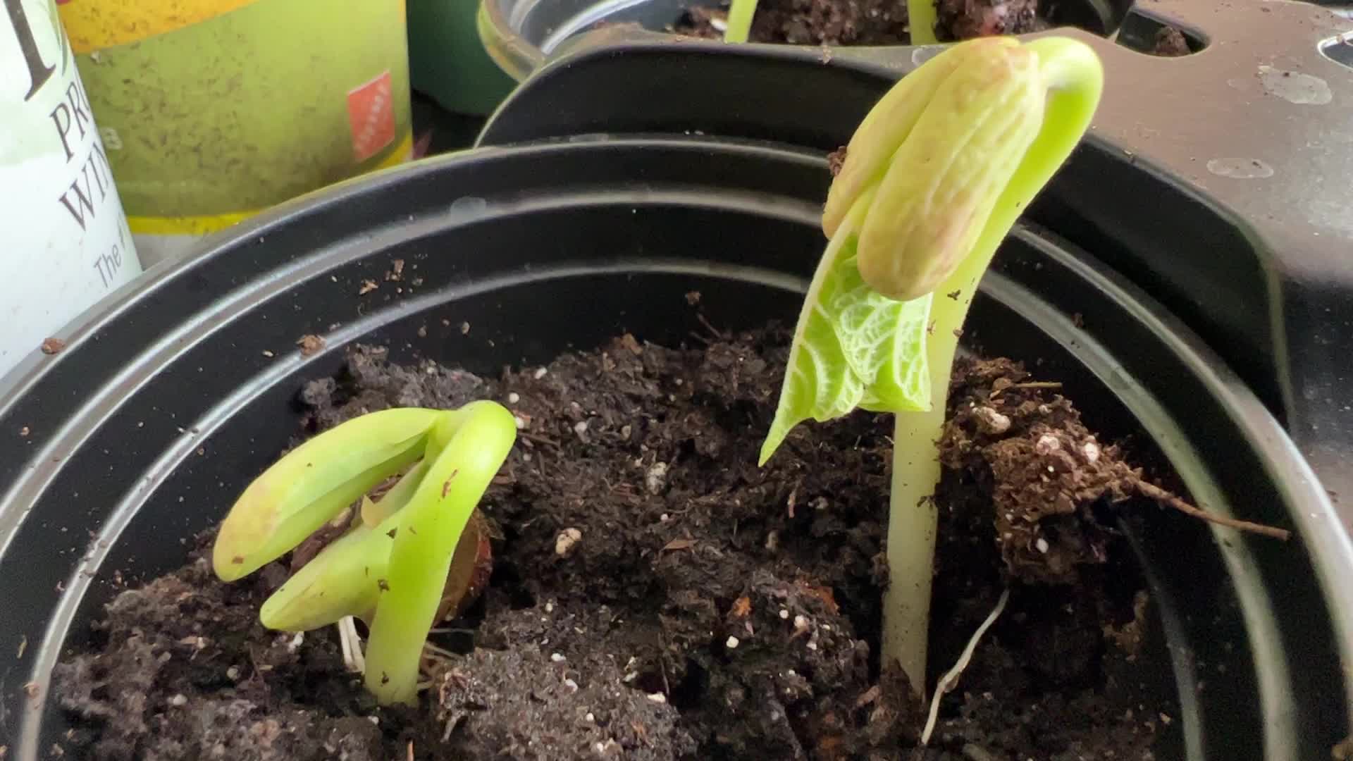Gardening in Canada
