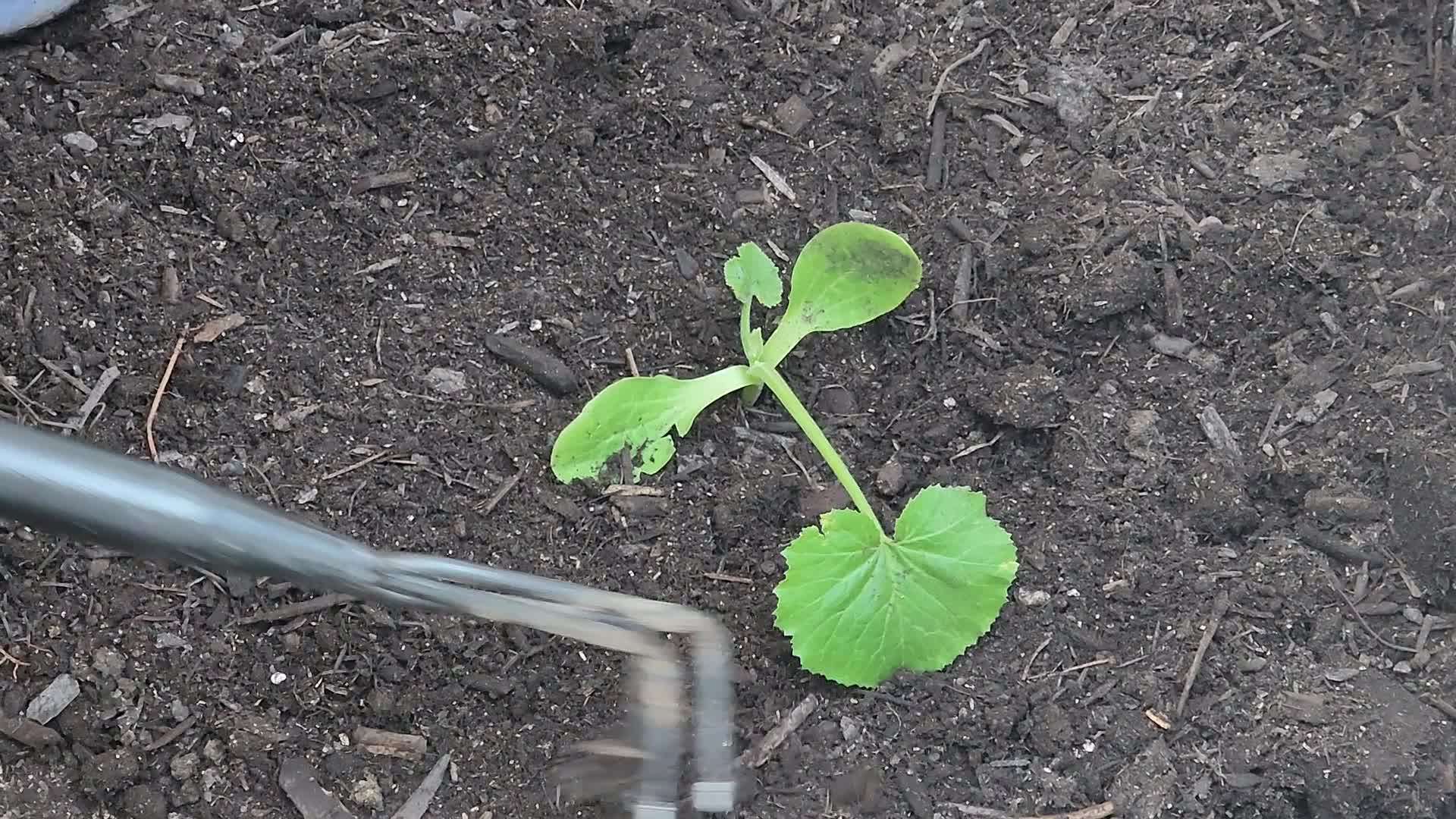 Gardening in Canada