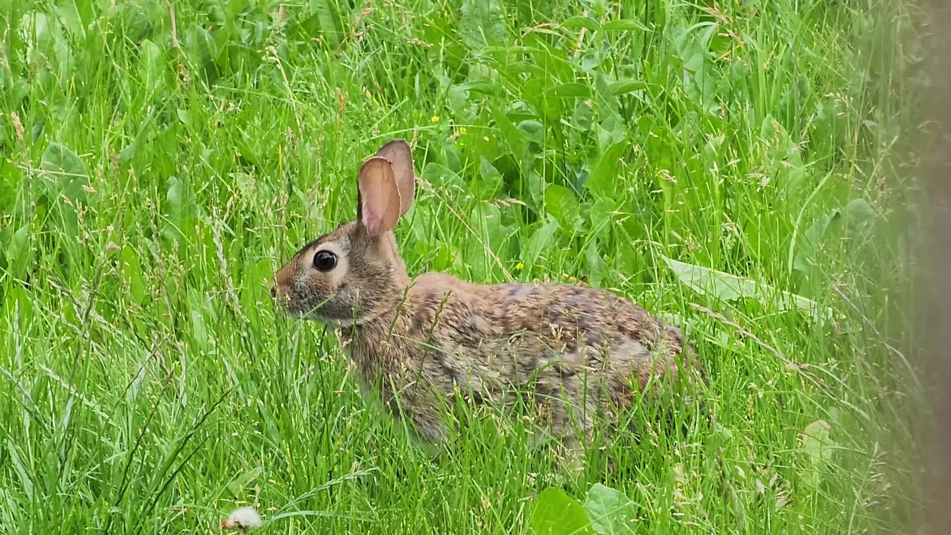 Spring Season in Toronto, Canada