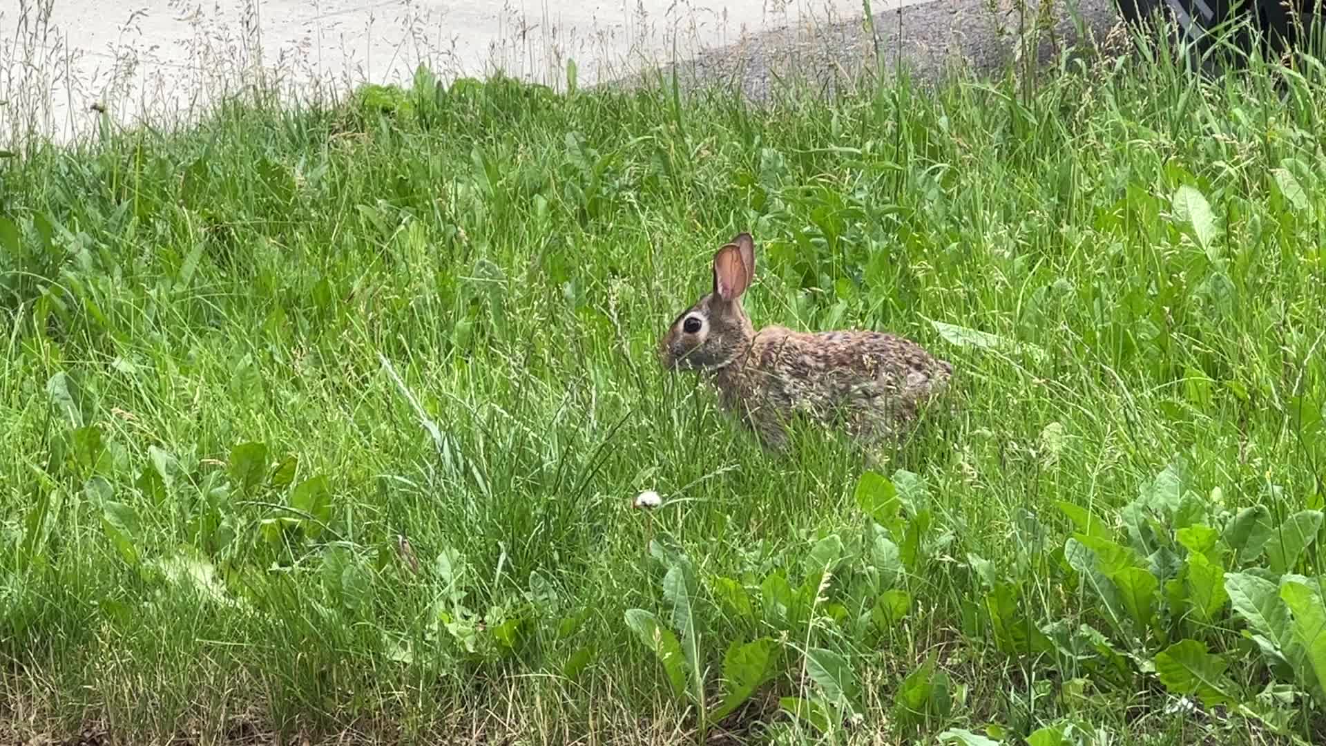 Spring Season in Toronto, Canada
