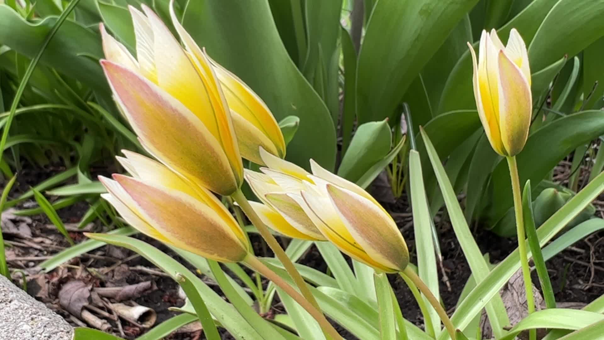 Spring Season in Toronto, Canada