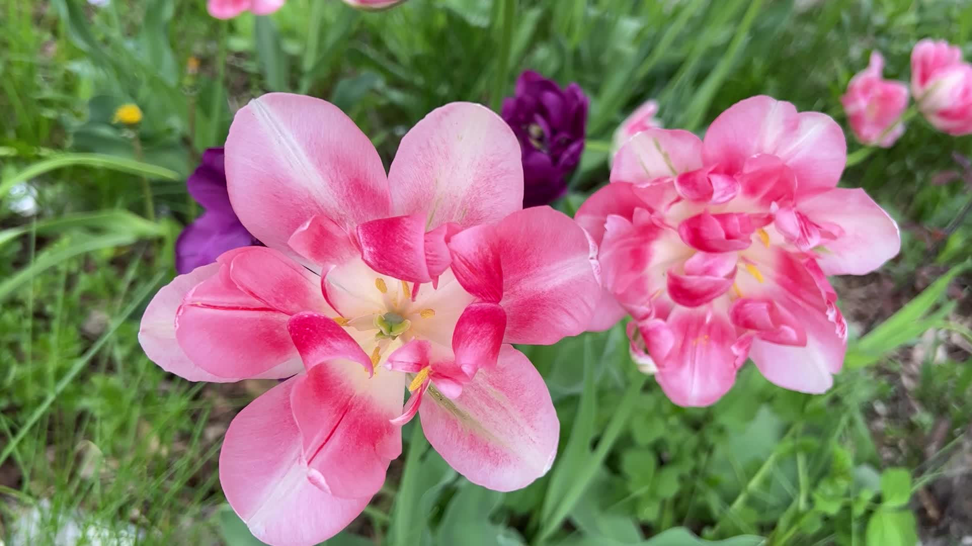 Spring Season in Toronto, Canada