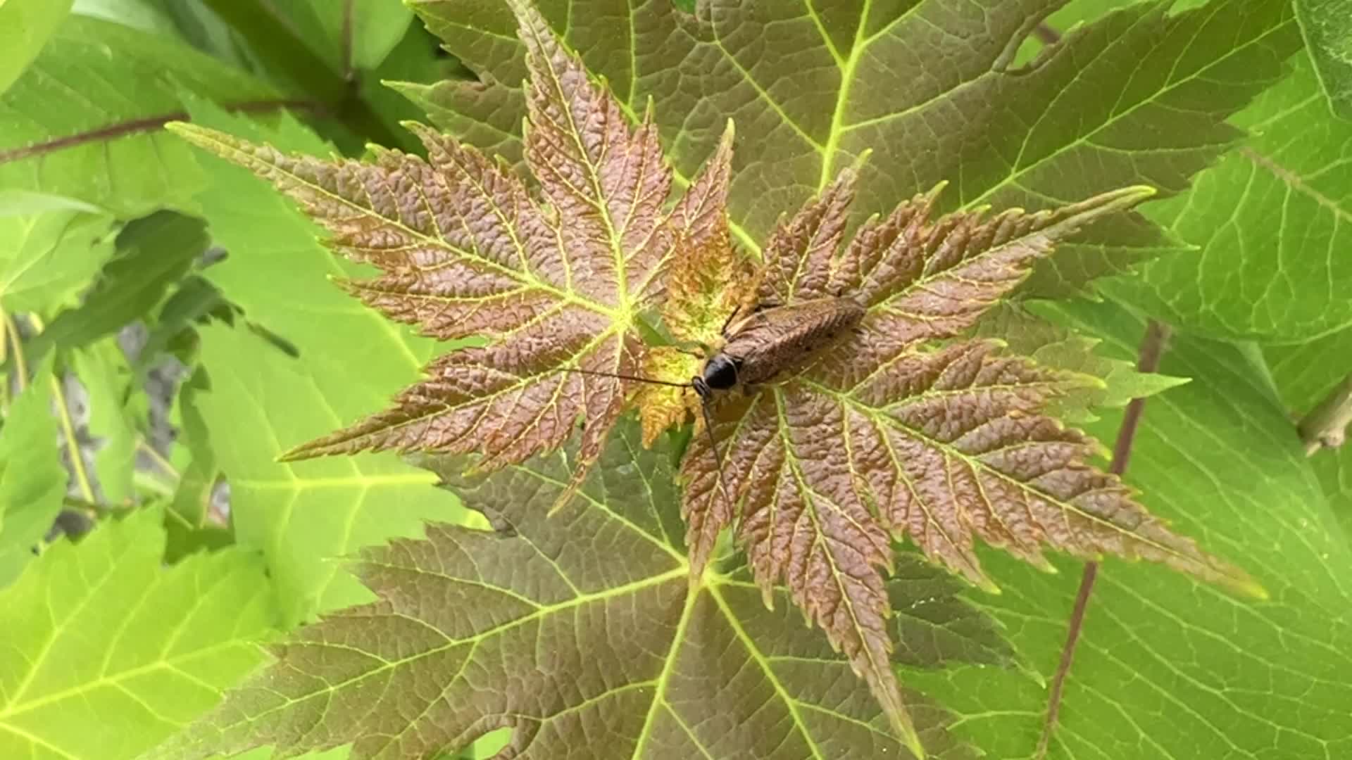 Spring Season in Toronto, Canada