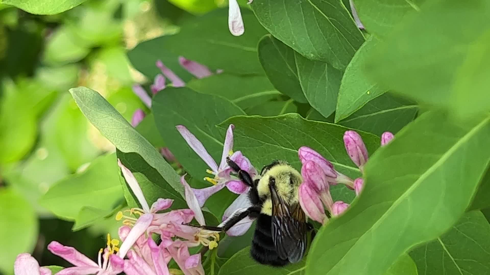 Spring Season in Toronto, Canada