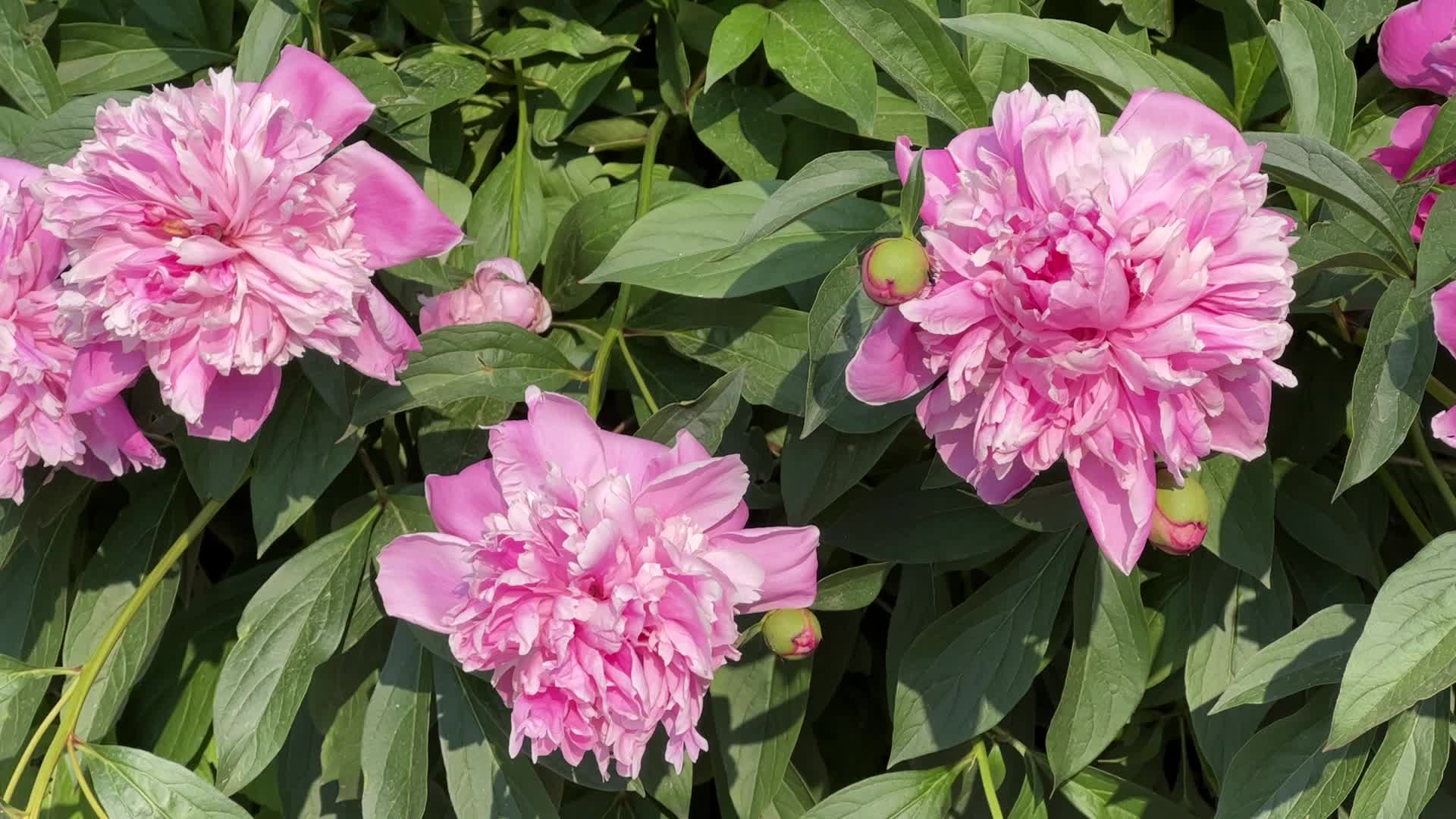 Spring Season in Toronto, Canada