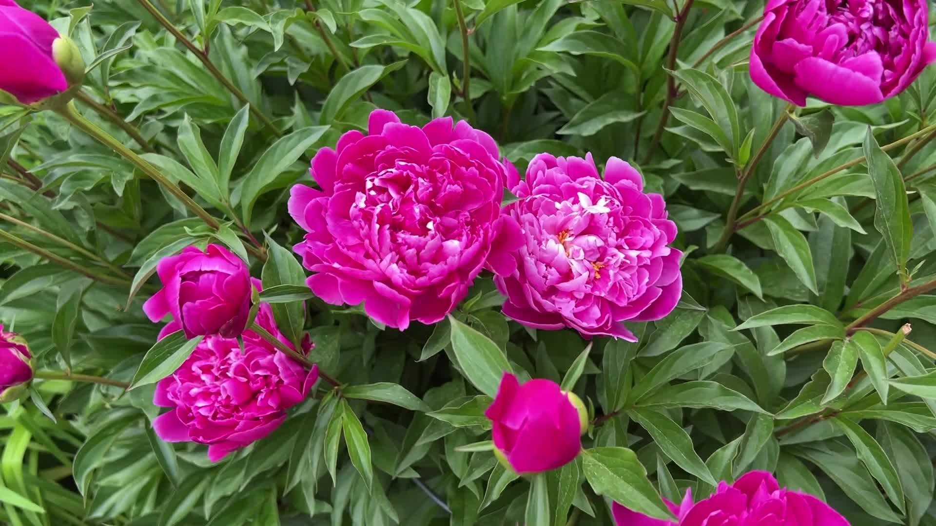 Spring Season in Toronto, Canada