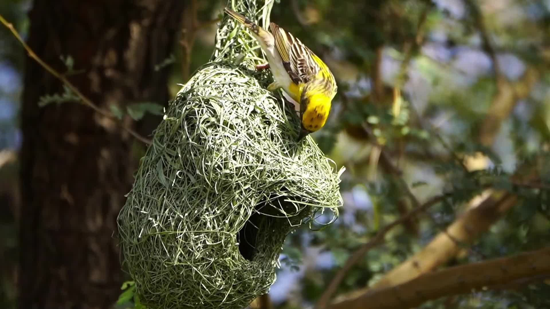 India Wildlife