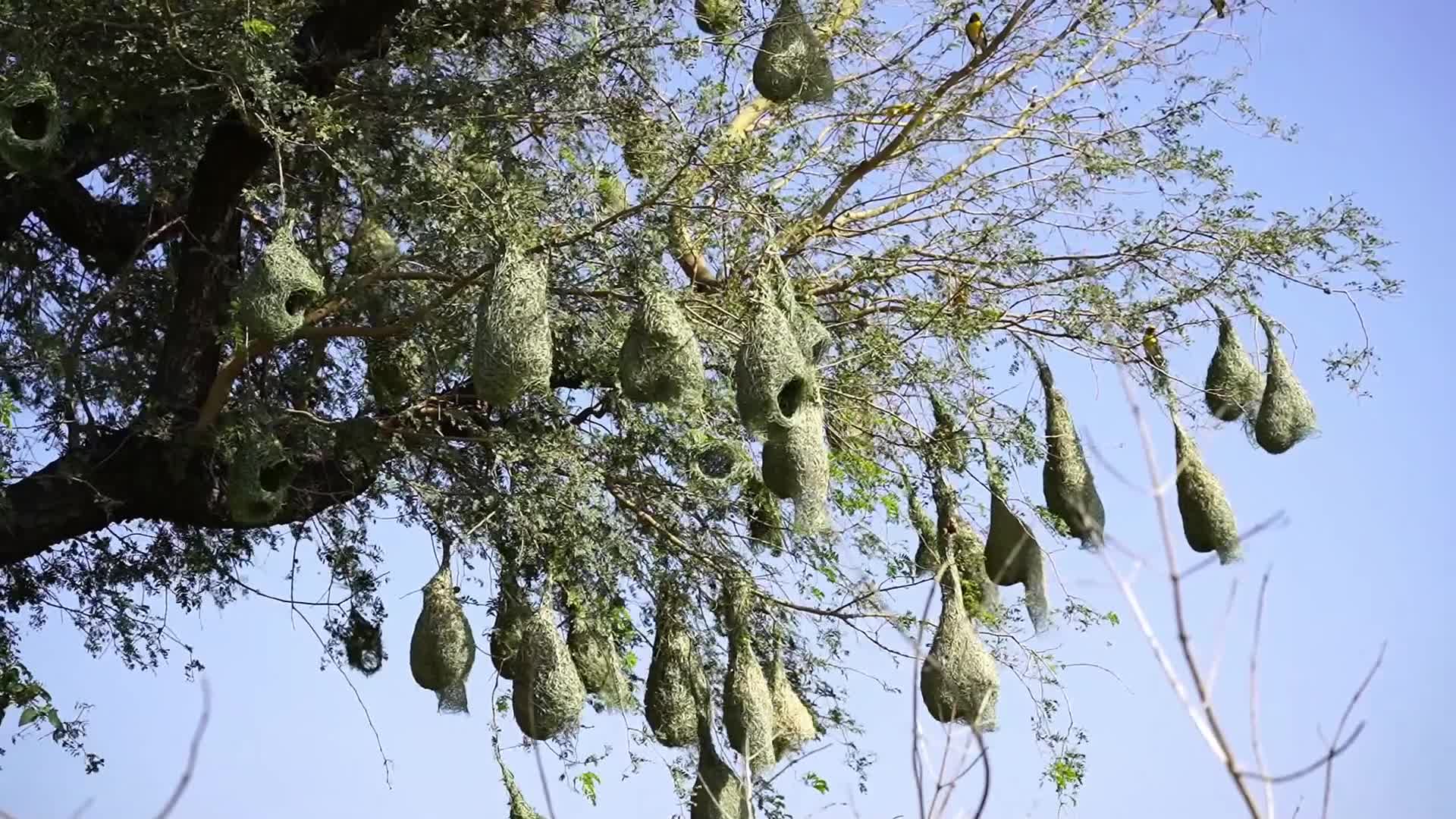 India Wildlife