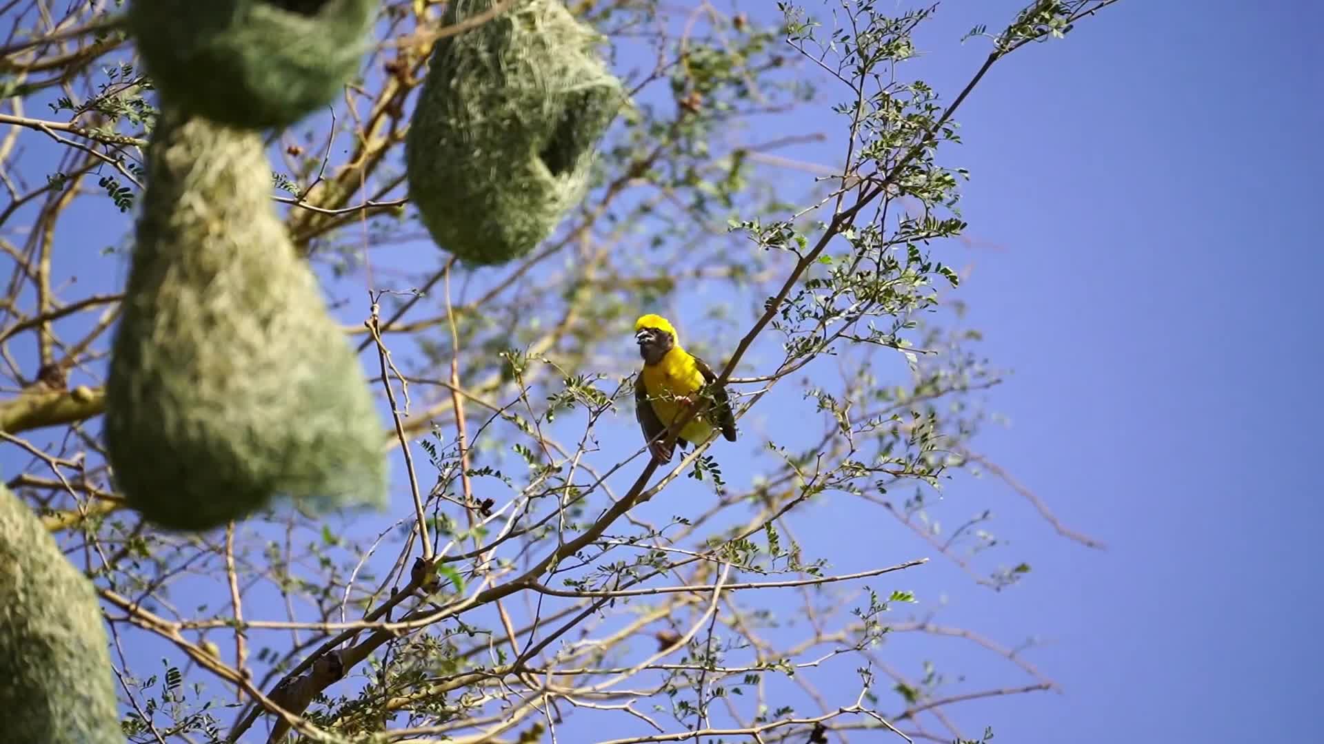 India Wildlife