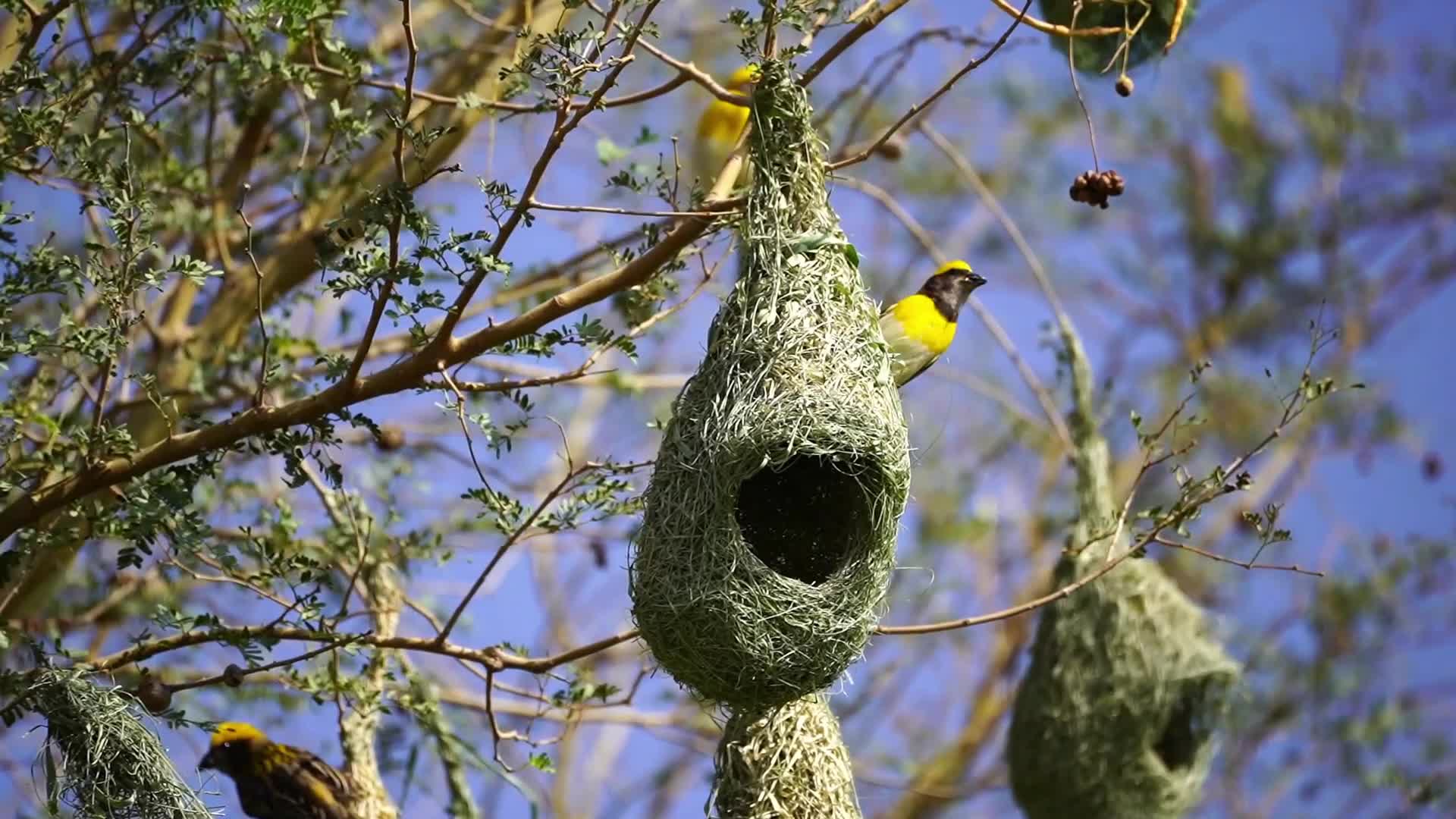 India Wildlife
