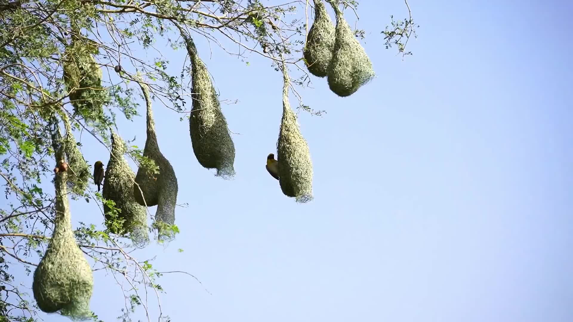 India Wildlife